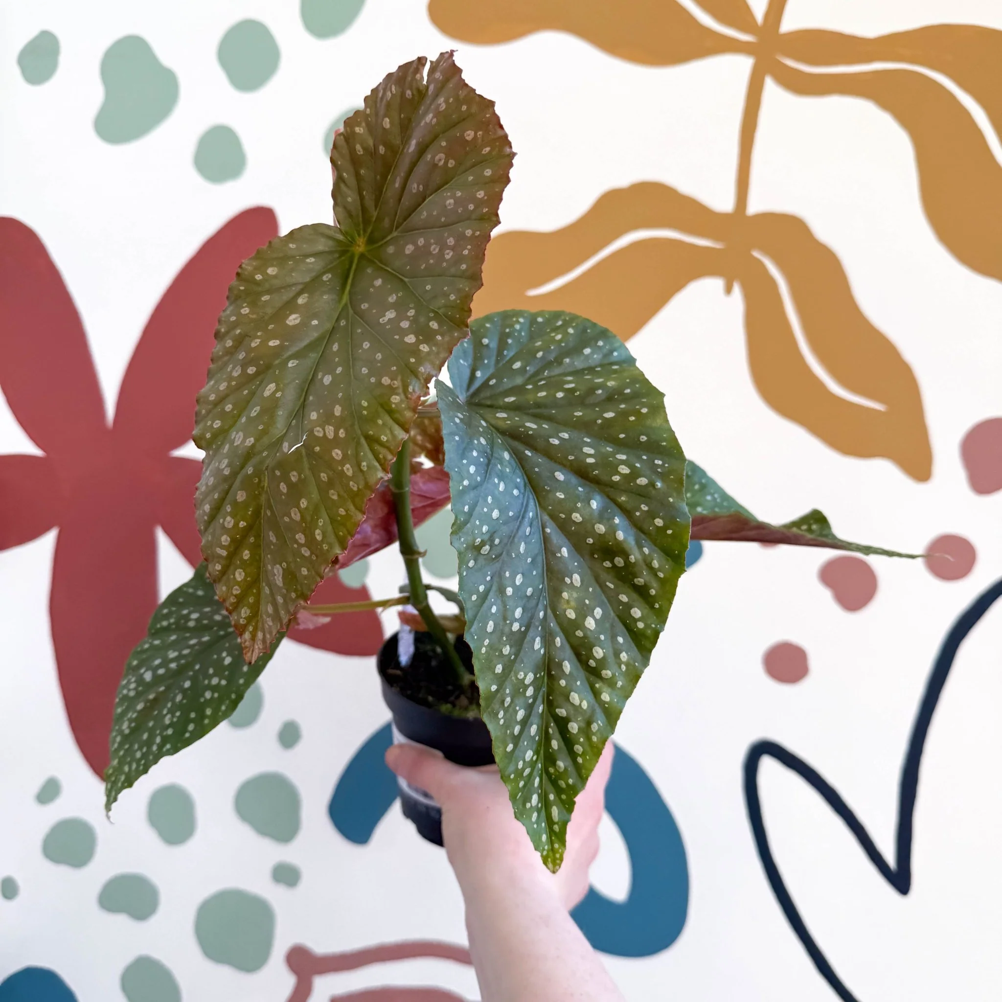 Begonia 'Lucerna' - Welsh Grown - Image 5