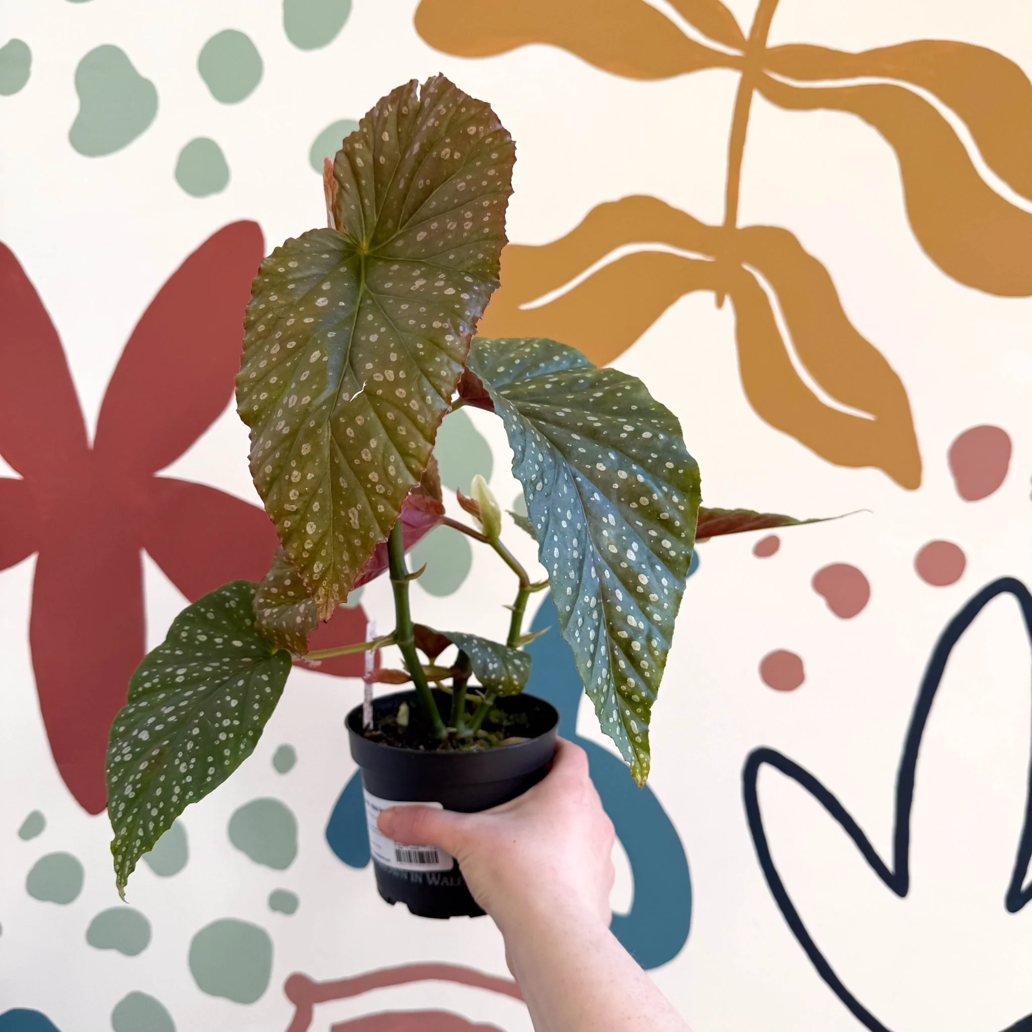 Begonia 'Lucerna' - Welsh Grown - Image 6