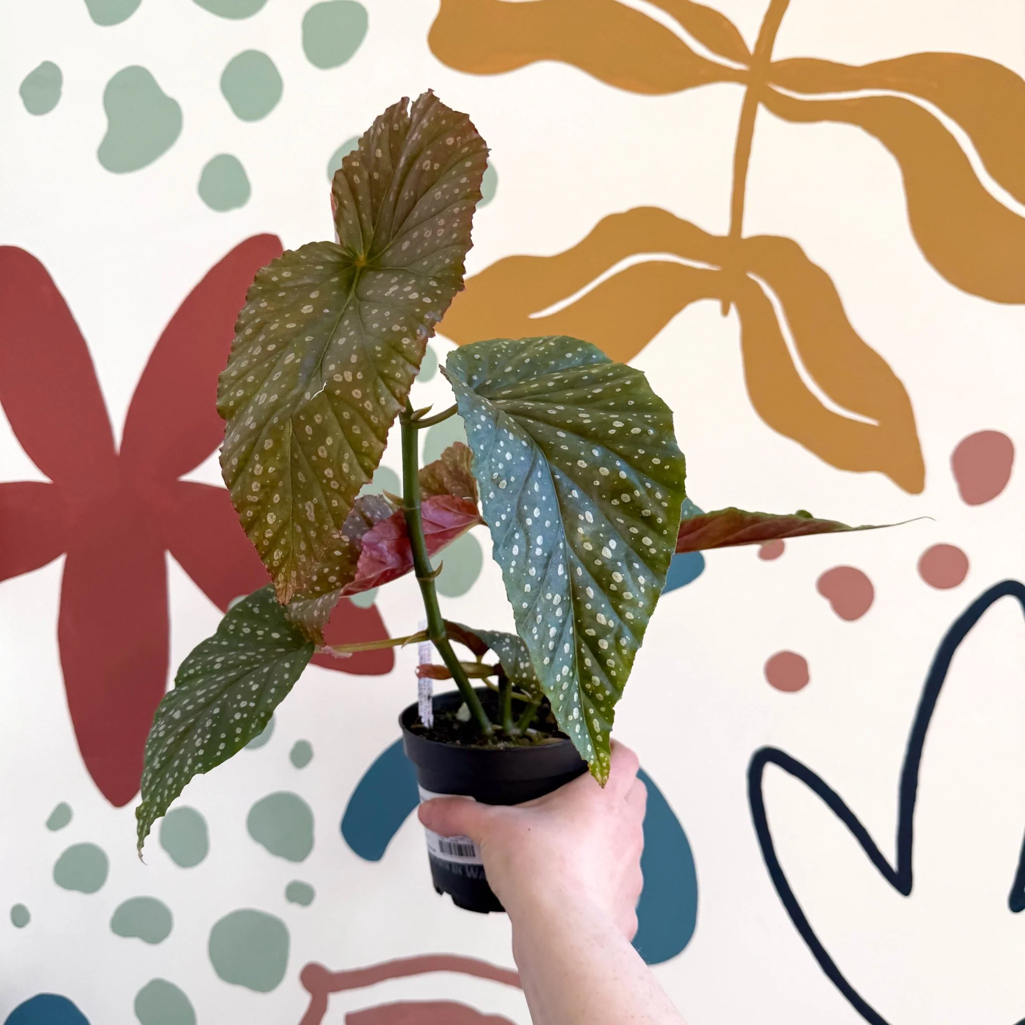 Begonia 'Lucerna' - Welsh Grown - Image 7