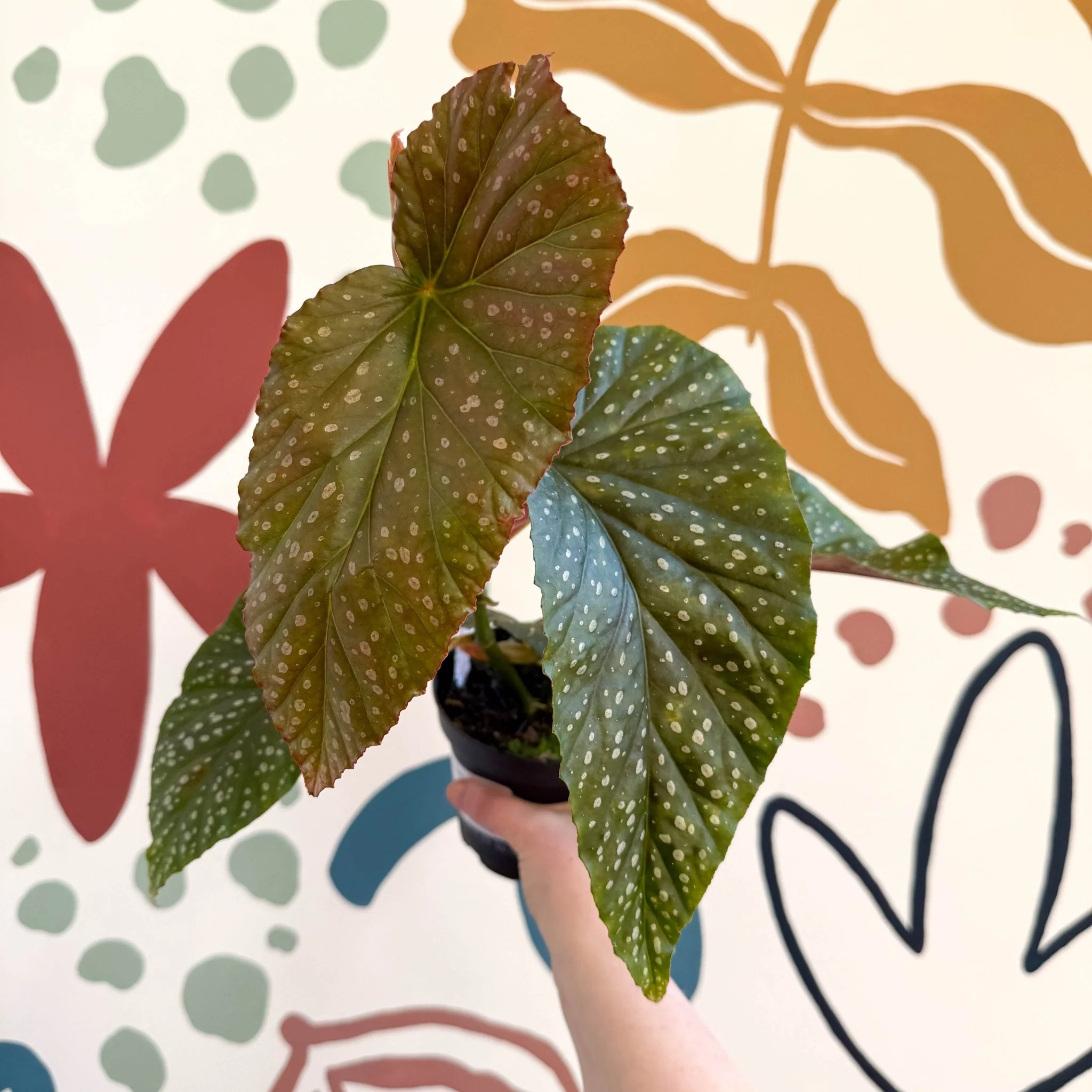 Begonia 'Lucerna' - Welsh Grown - Image 8