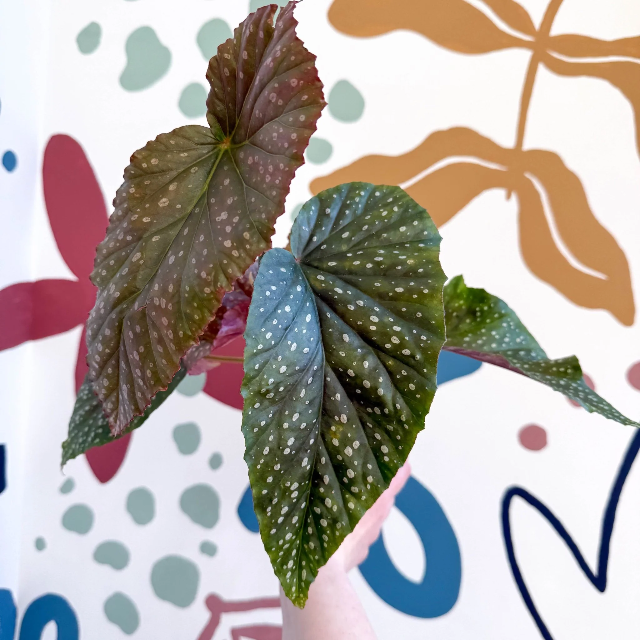 Begonia 'Lucerna' - Welsh Grown - Image 9