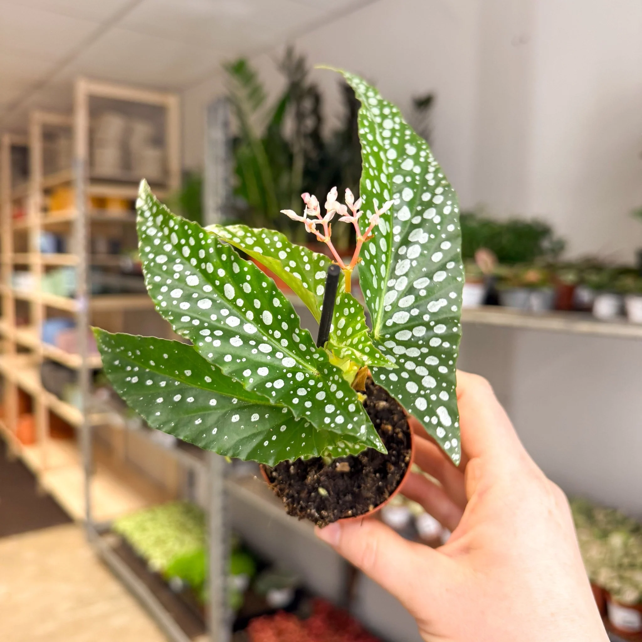 Begonia maculata ‘Bubbles’ – Polka Dot Begonia
