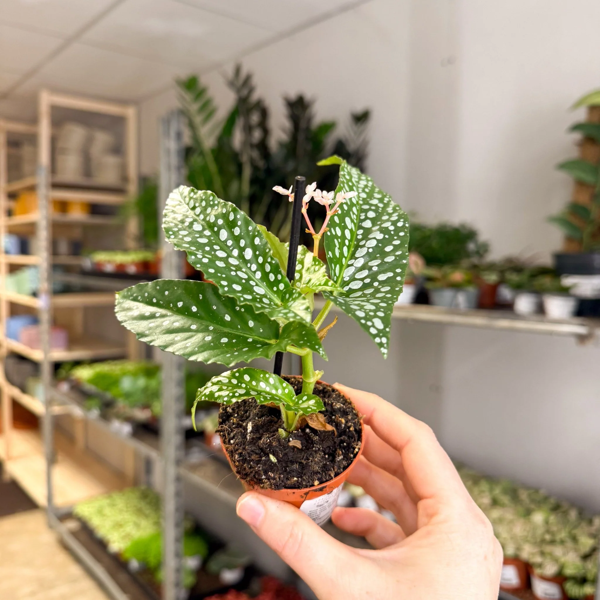 Begonia maculata ‘Bubbles’ – Polka Dot Begonia - Image 11