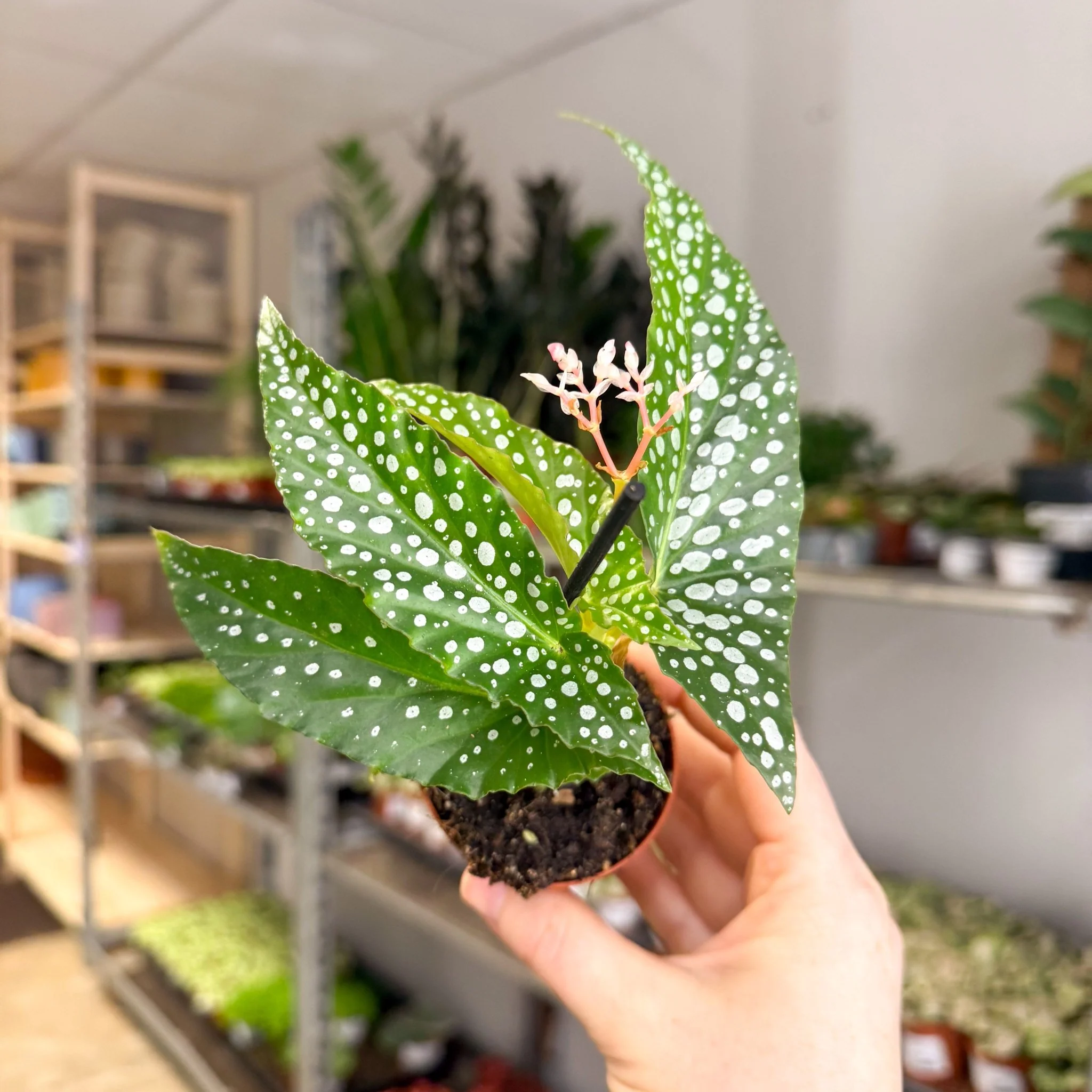 Begonia maculata ‘Bubbles’ – Polka Dot Begonia - Image 12