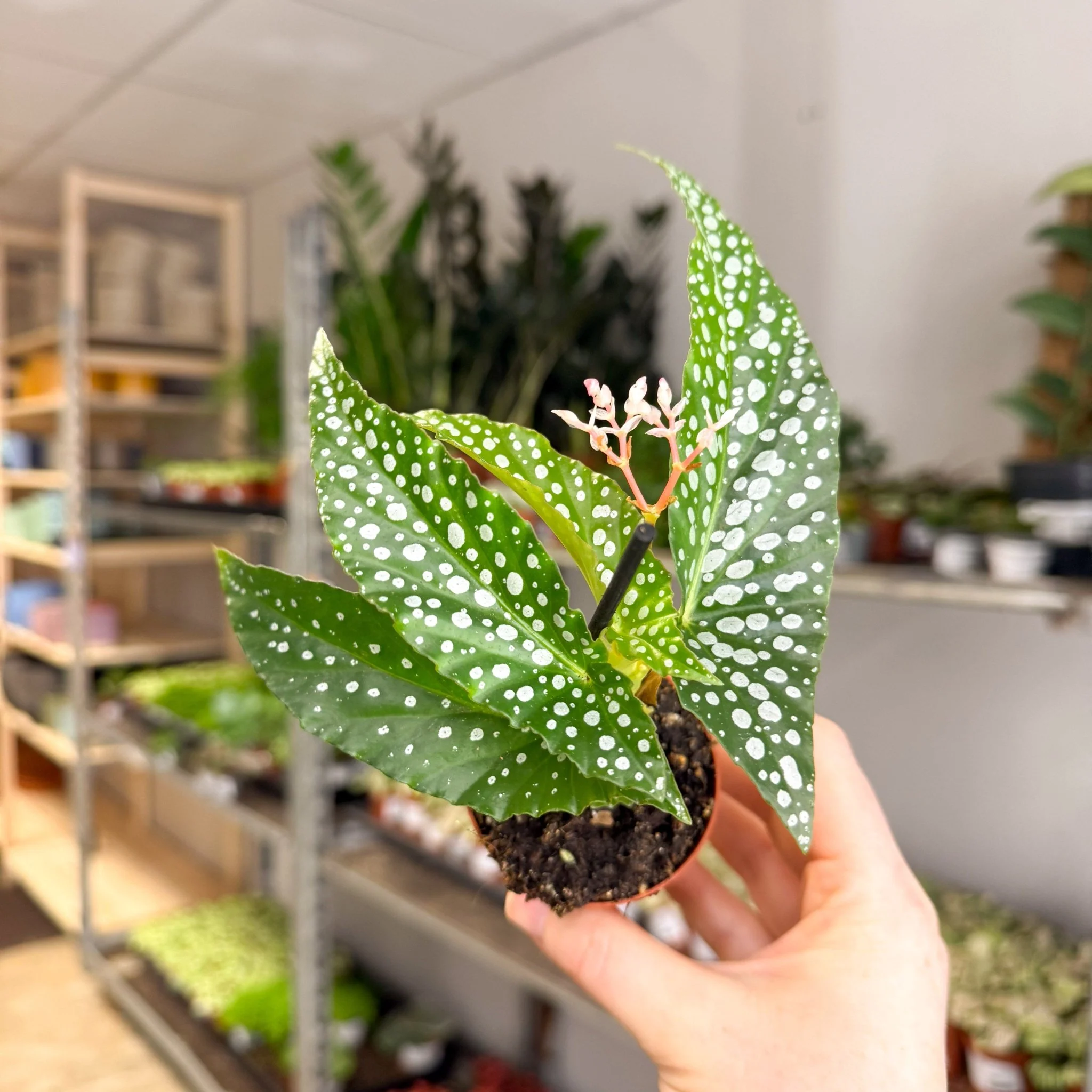 Begonia maculata ‘Bubbles’ – Polka Dot Begonia - Image 13