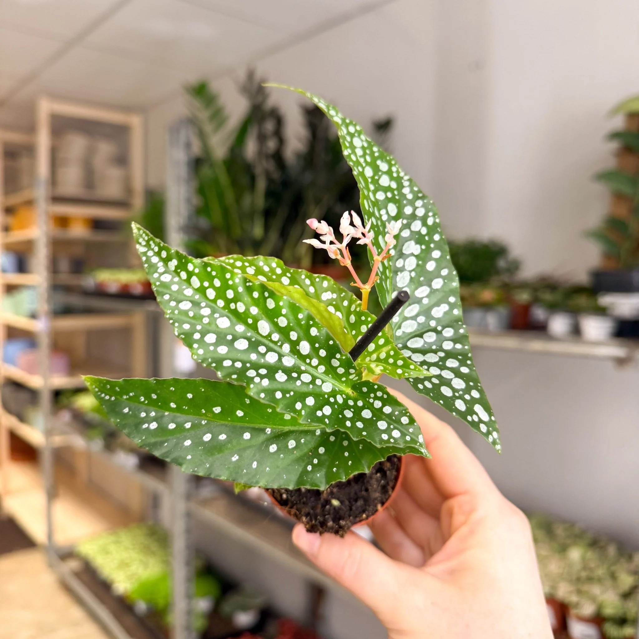 Begonia maculata ‘Bubbles’ – Polka Dot Begonia - Image 14