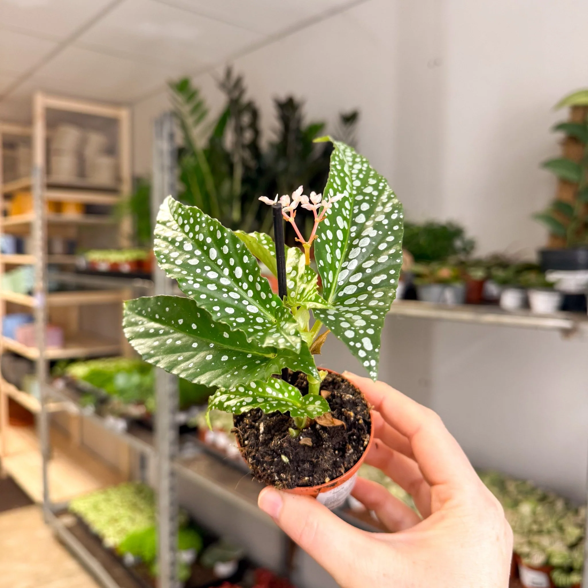 Begonia maculata ‘Bubbles’ – Polka Dot Begonia - Image 15