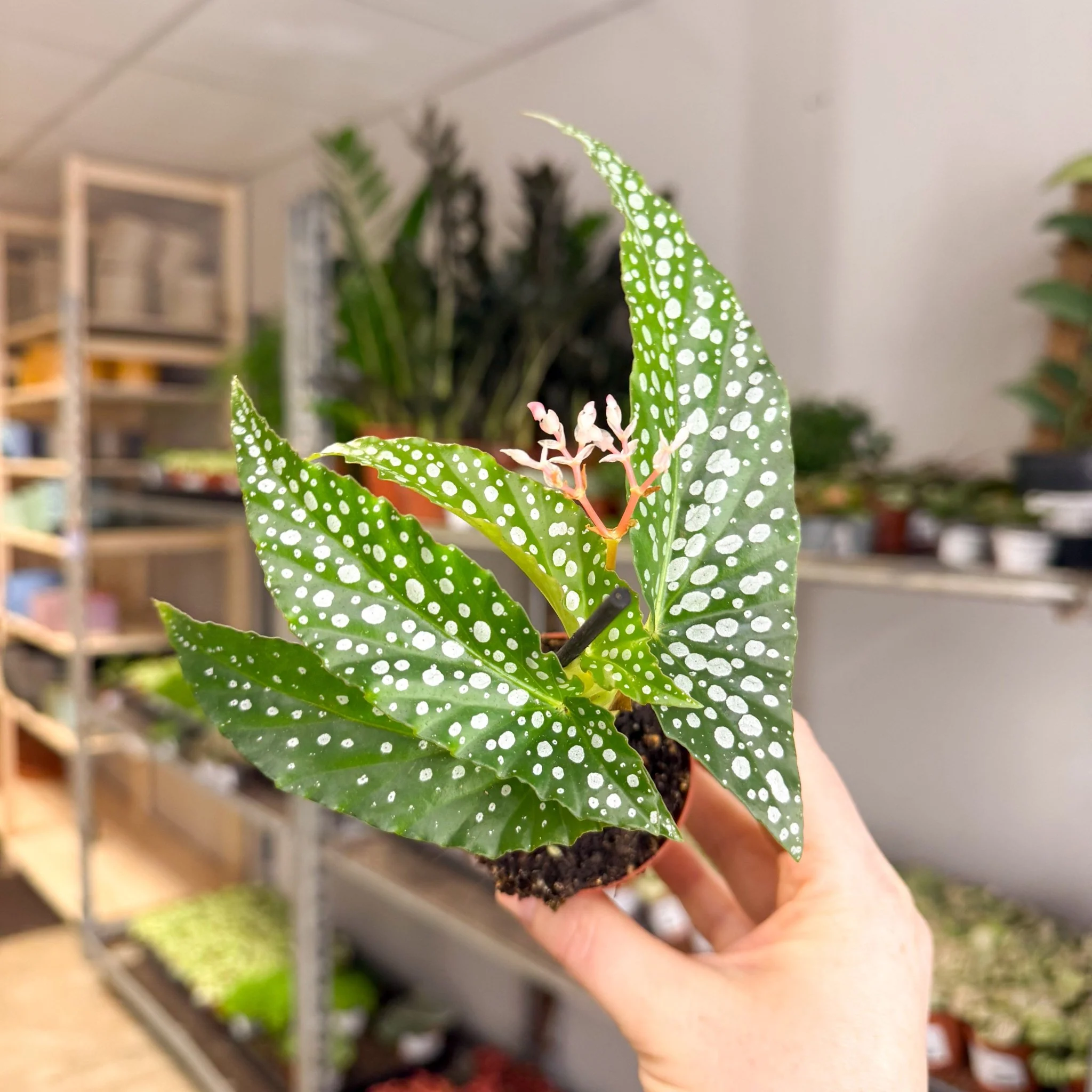 Begonia maculata ‘Bubbles’ – Polka Dot Begonia - Image 16