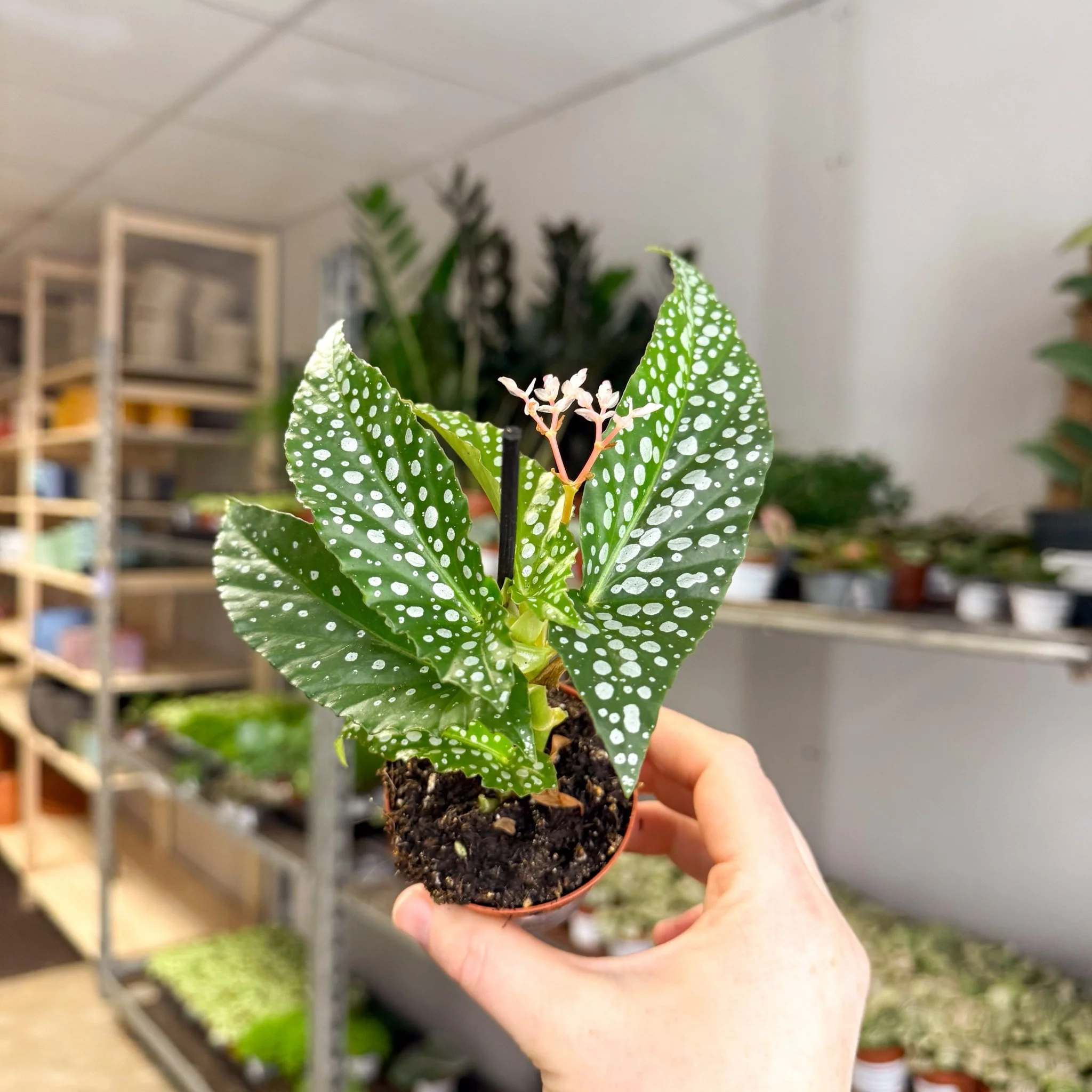 Begonia maculata ‘Bubbles’ – Polka Dot Begonia - Image 17