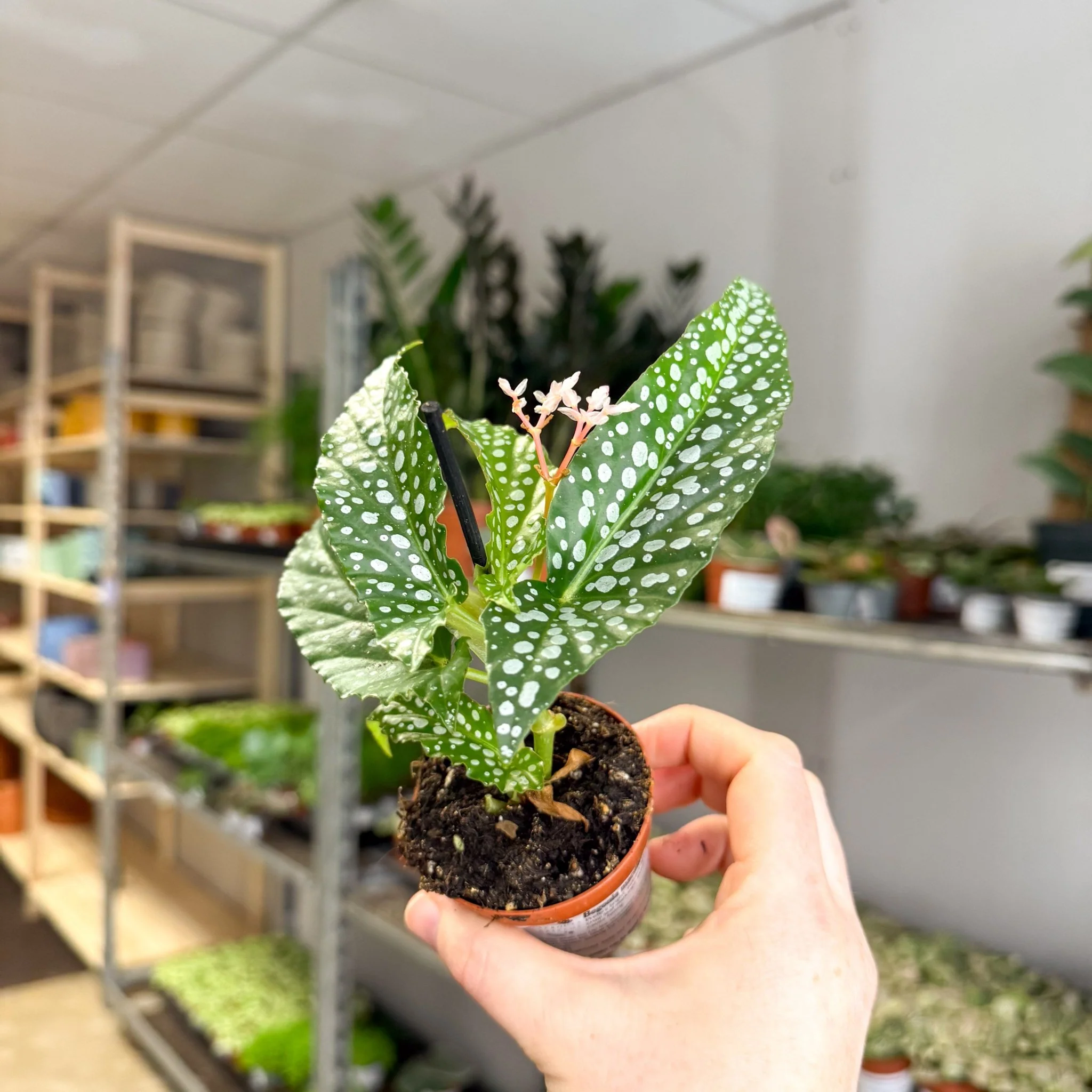 Begonia maculata ‘Bubbles’ – Polka Dot Begonia - Image 18