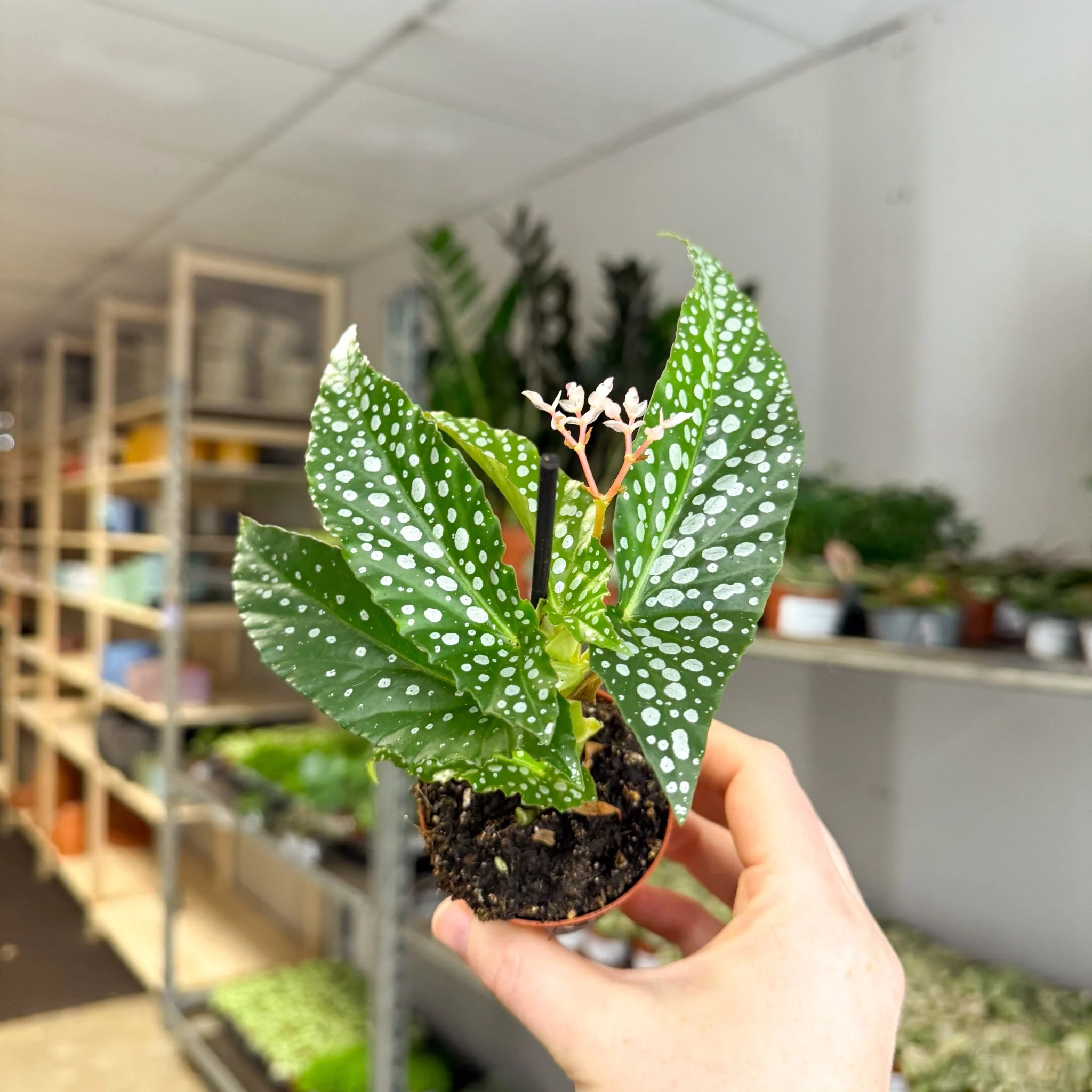 Begonia maculata ‘Bubbles’ – Polka Dot Begonia - Image 19