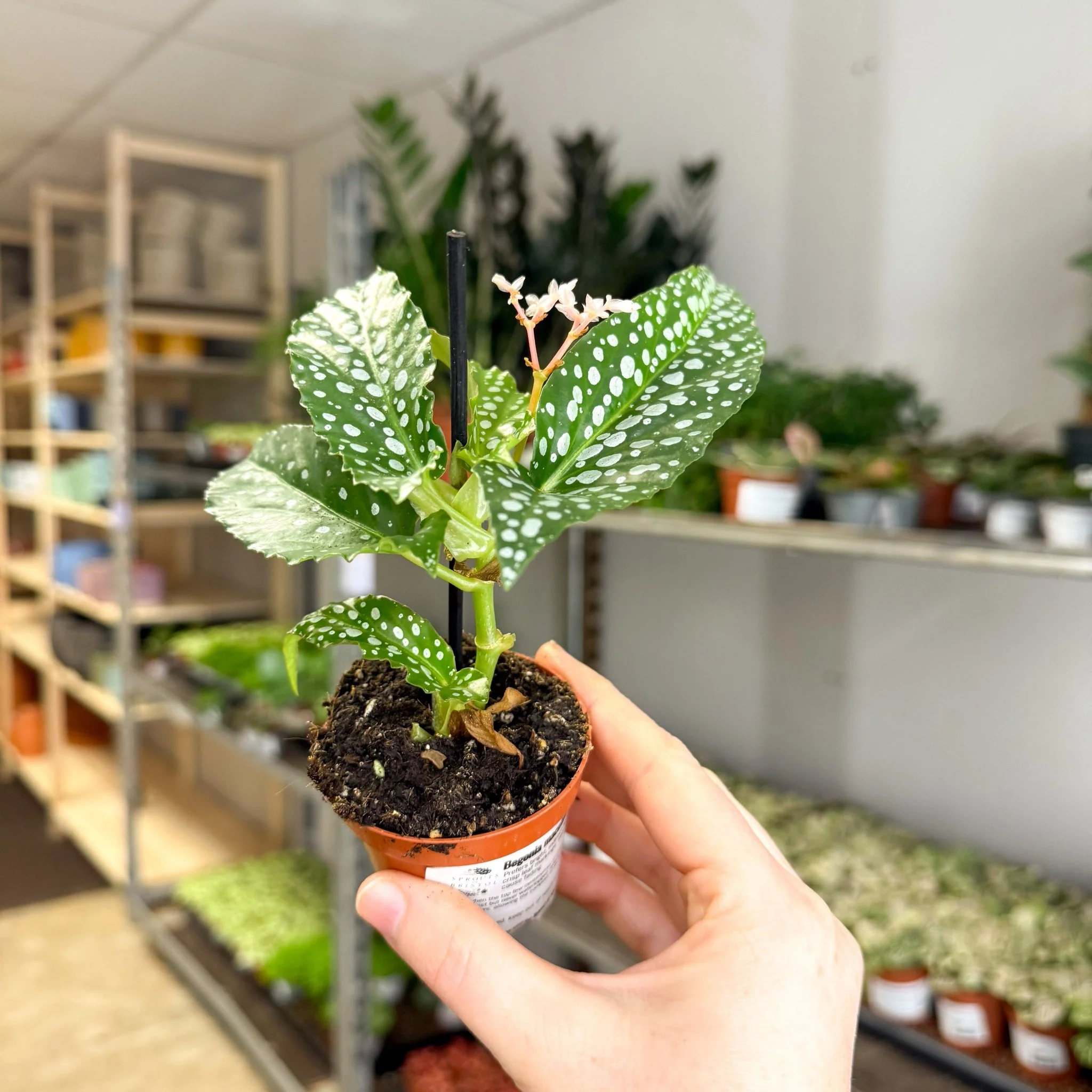 Begonia maculata ‘Bubbles’ – Polka Dot Begonia - Image 3