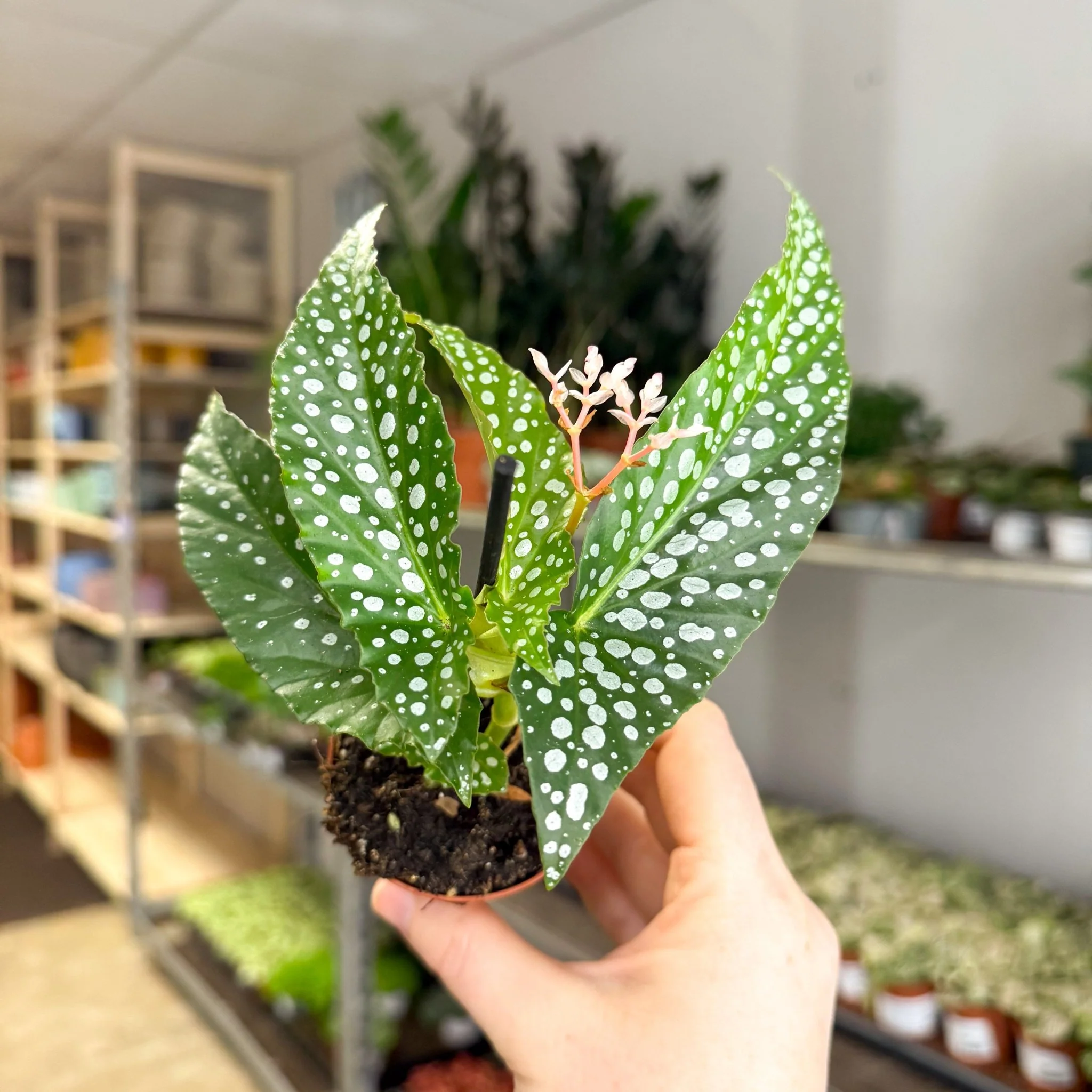 Begonia maculata ‘Bubbles’ – Polka Dot Begonia - Image 4