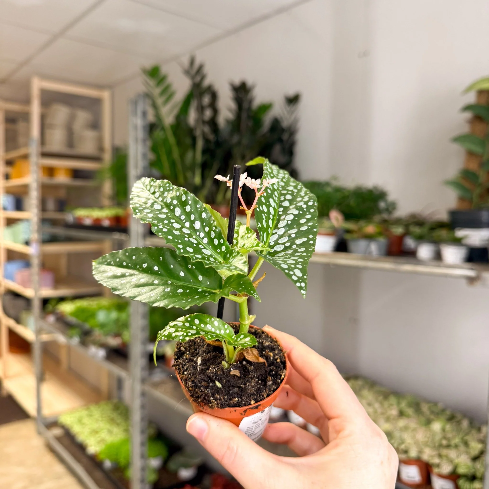 Begonia maculata ‘Bubbles’ – Polka Dot Begonia - Image 9