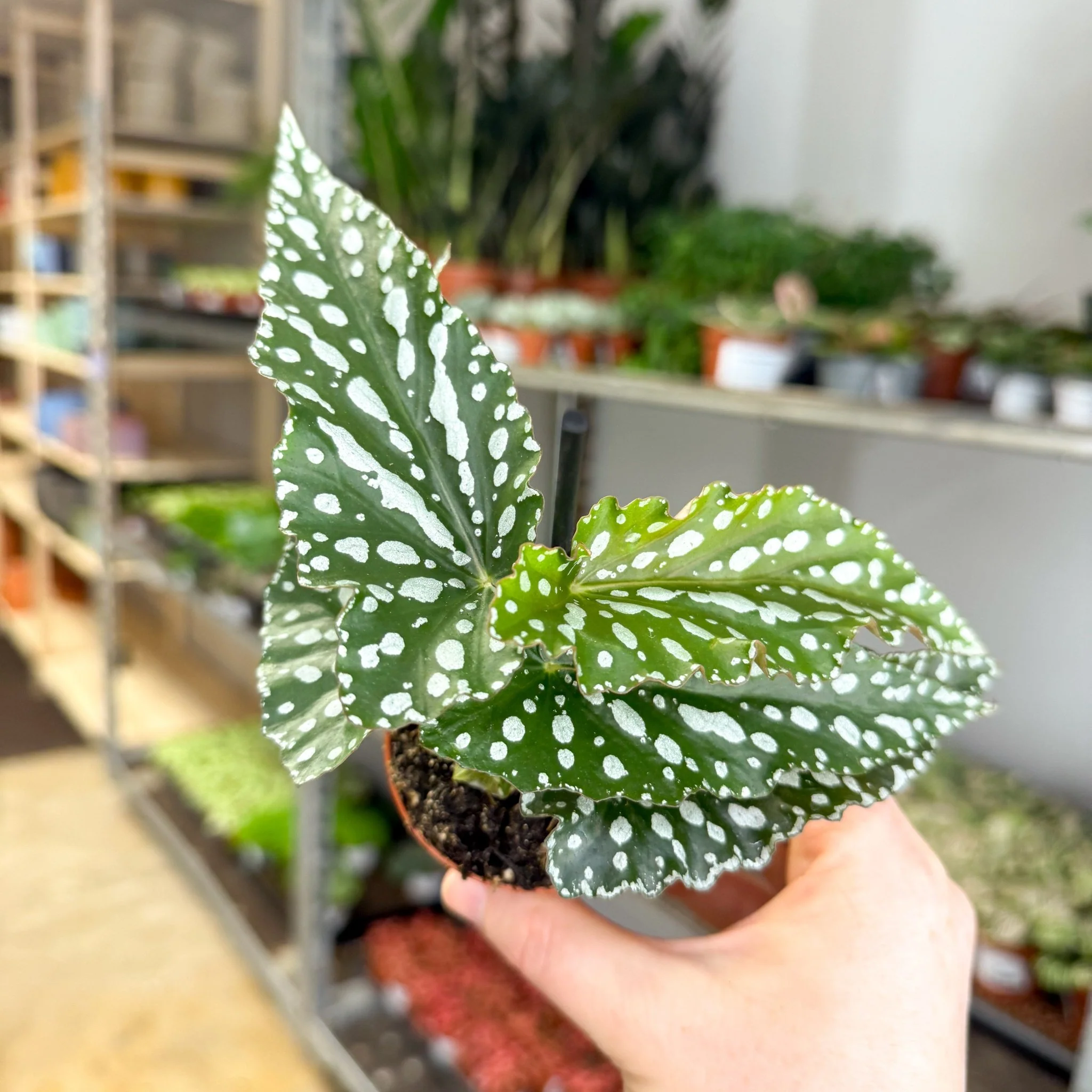 Begonia maculata ‘Silverspot’ – White Polka Dot Begonia - Image 3