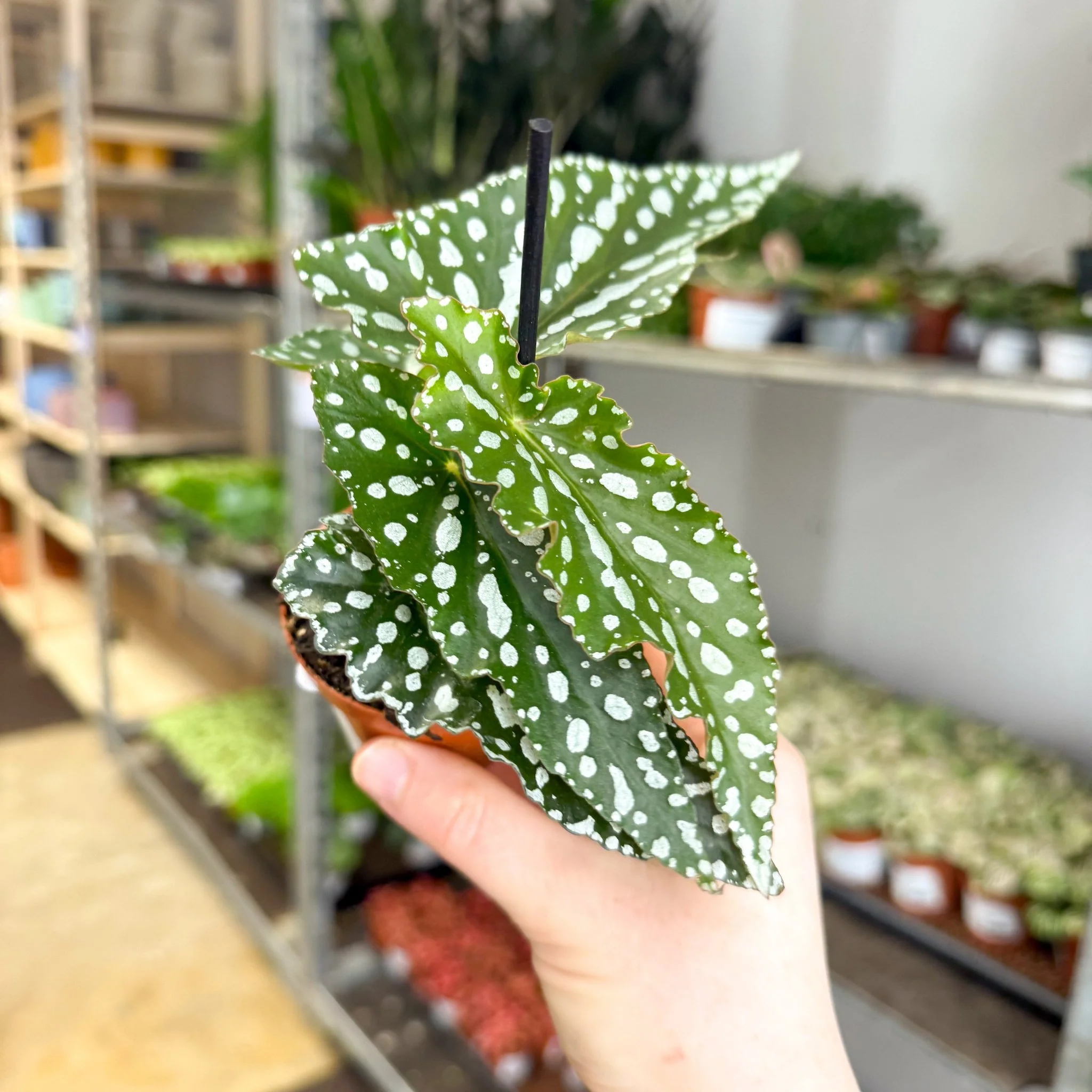 Begonia maculata ‘Silverspot’ – White Polka Dot Begonia - Image 4