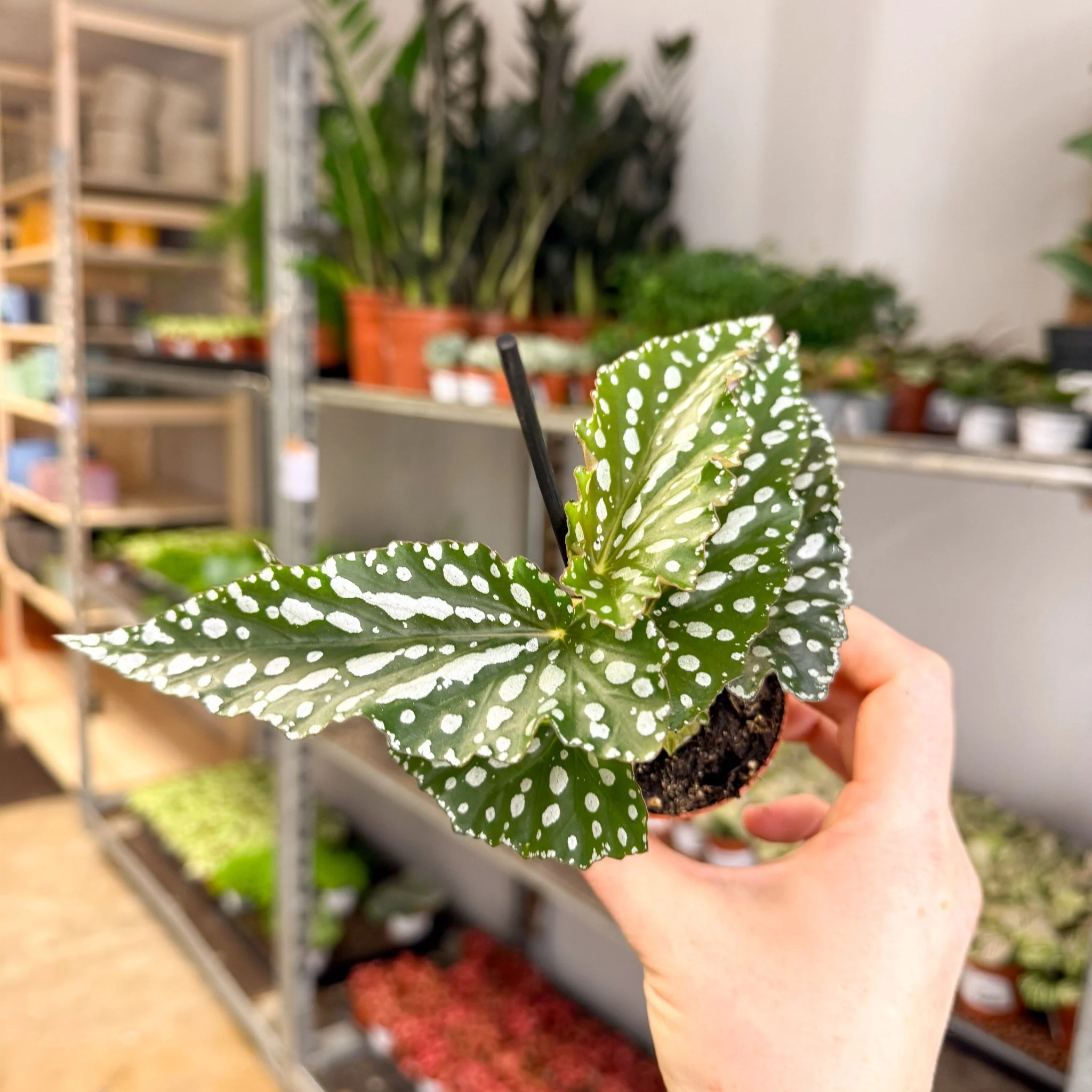 Begonia maculata ‘Silverspot’ – White Polka Dot Begonia - Image 5