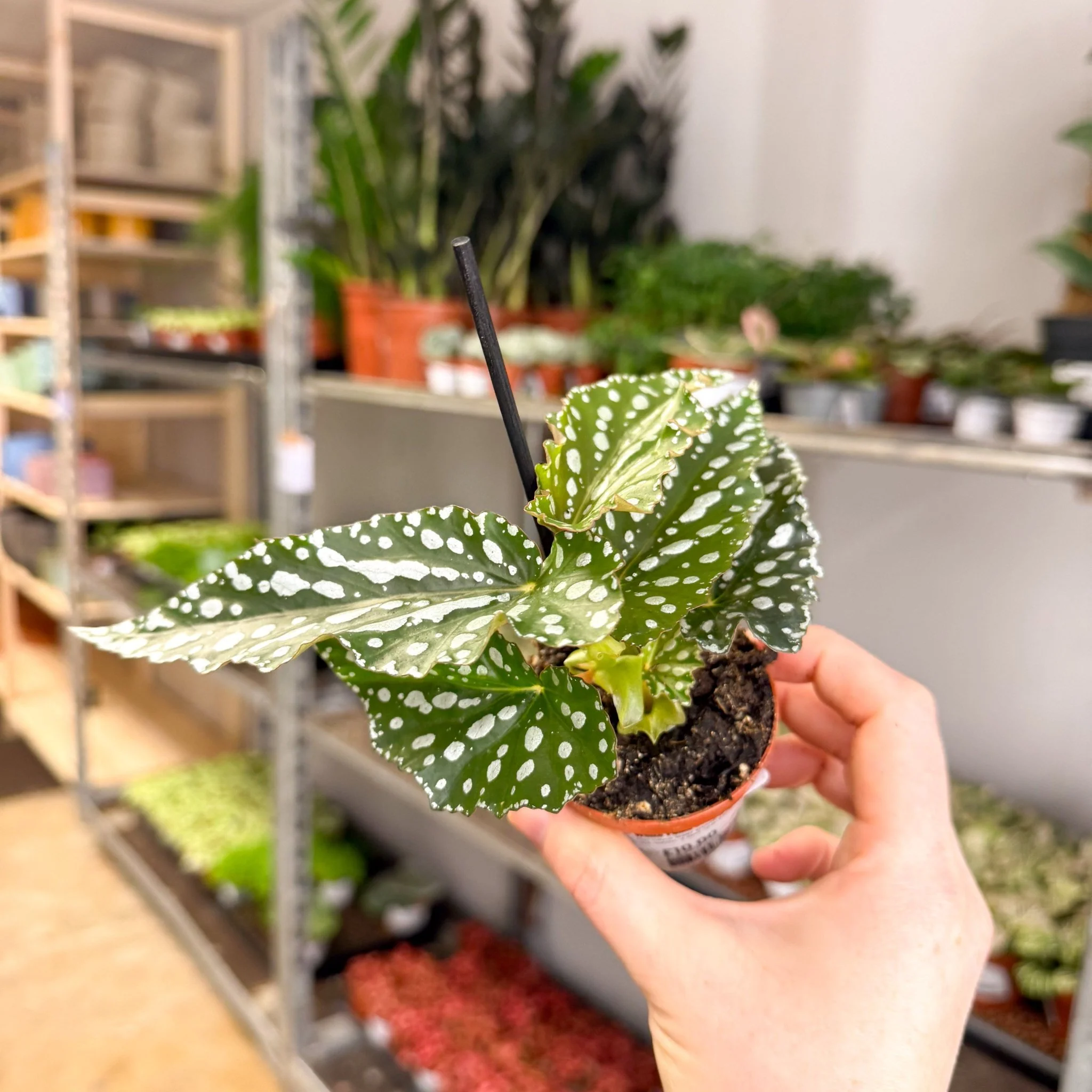 Begonia maculata ‘Silverspot’ – White Polka Dot Begonia - Image 6