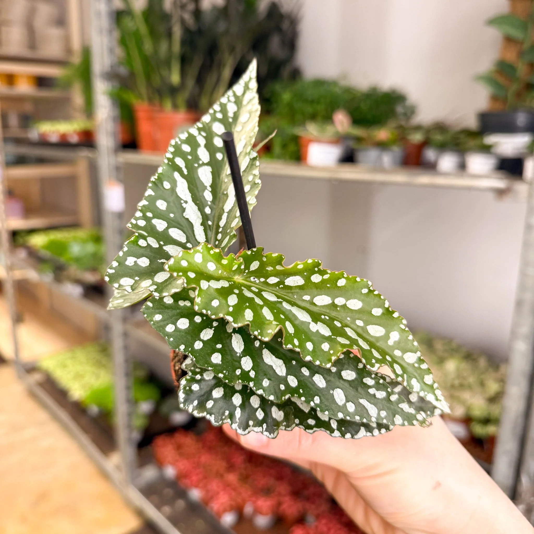Begonia maculata ‘Silverspot’ – White Polka Dot Begonia - Image 8