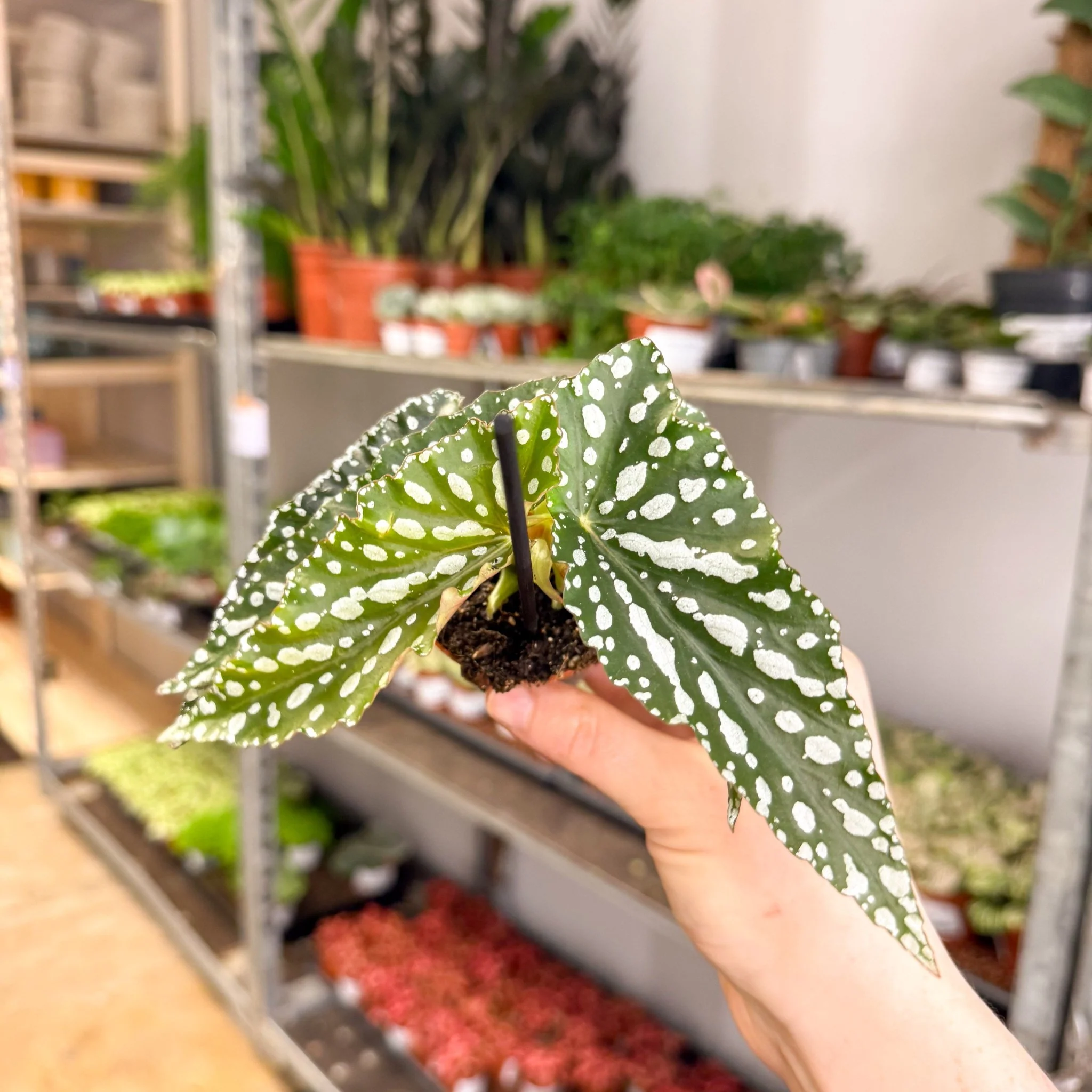 Begonia maculata ‘Silverspot’ – White Polka Dot Begonia - Image 9