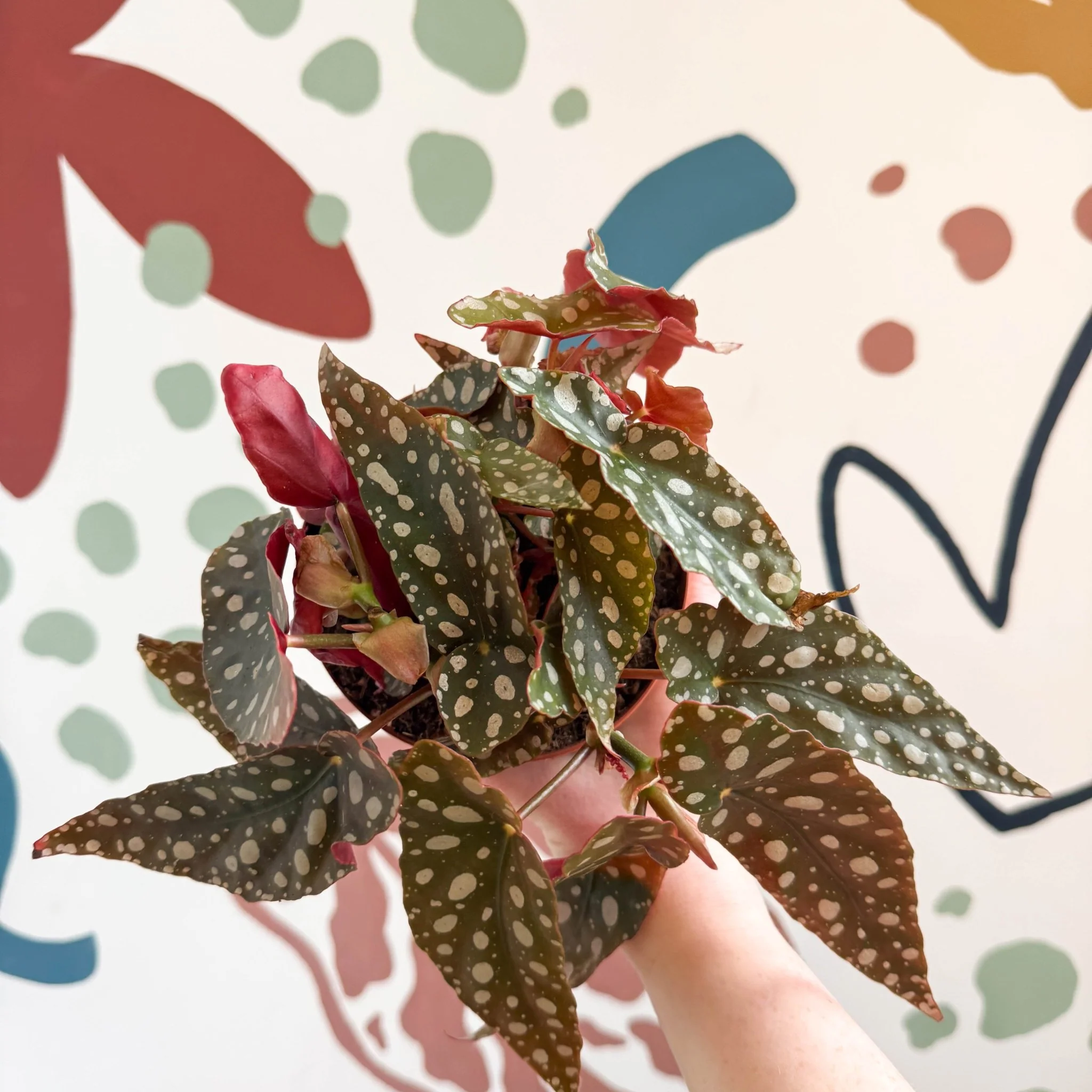 Begonia Maculata 'Wightii' - Polka Dot Begonia - Image 2
