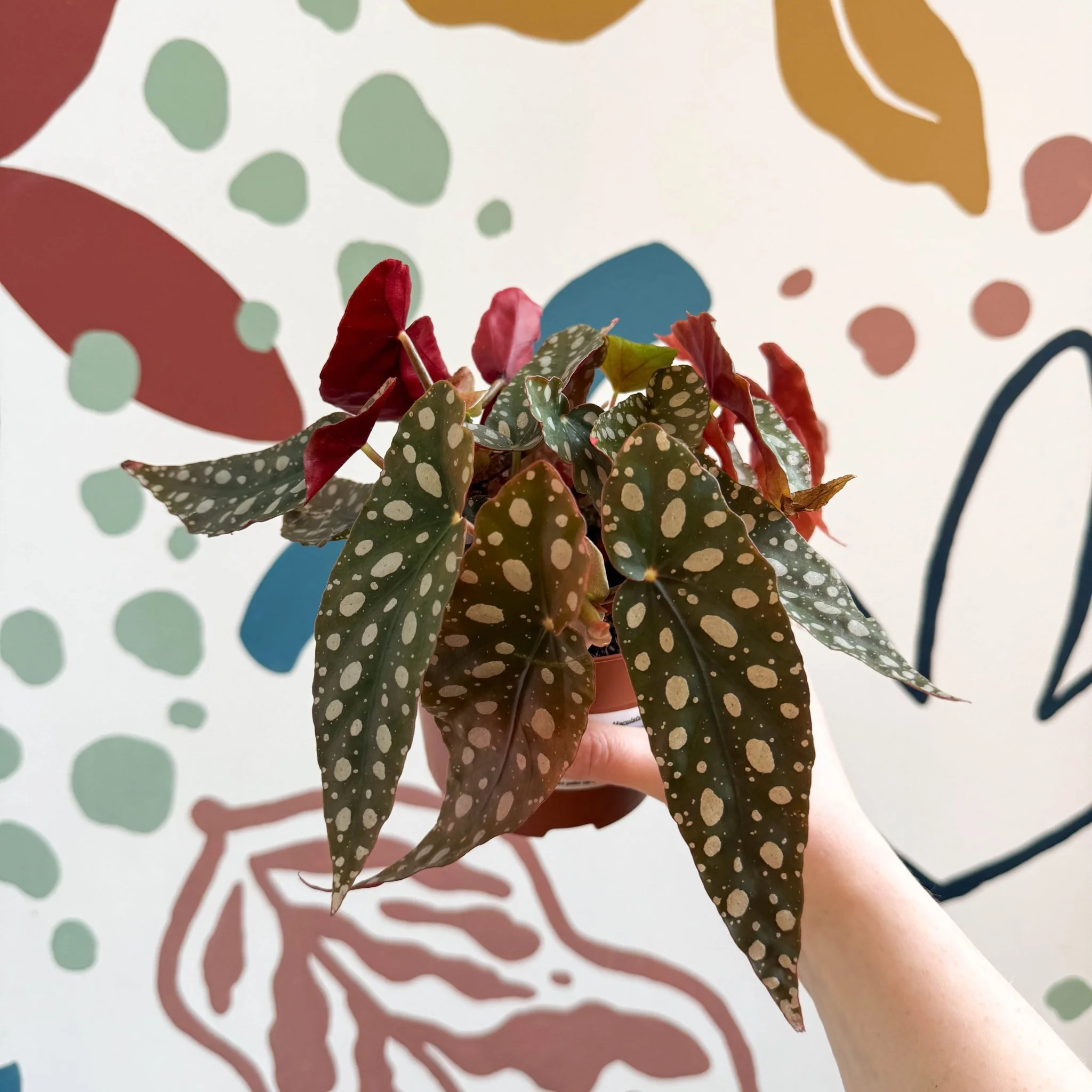 Begonia Maculata 'Wightii' - Polka Dot Begonia - Image 4