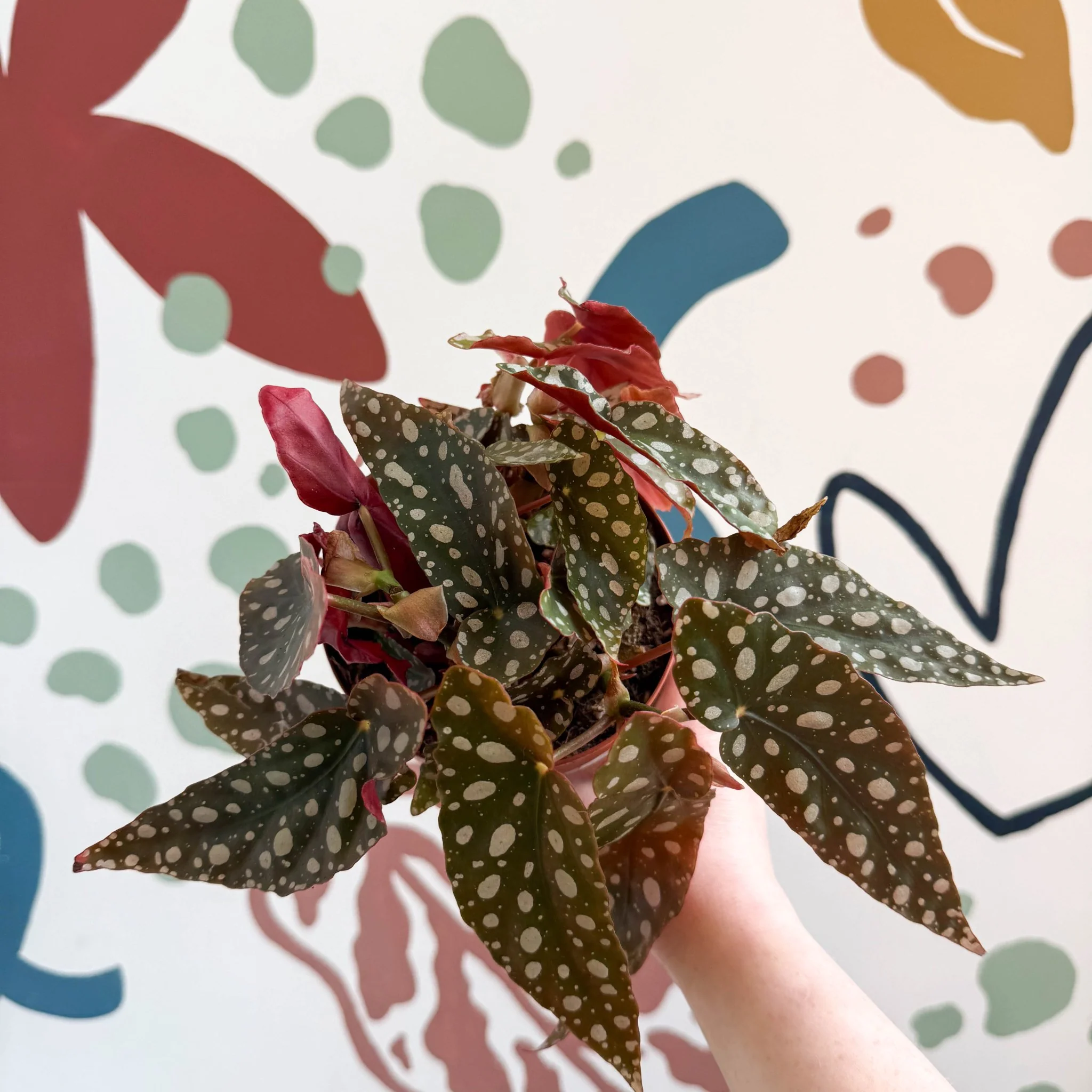 Begonia Maculata 'Wightii' - Polka Dot Begonia - Image 5