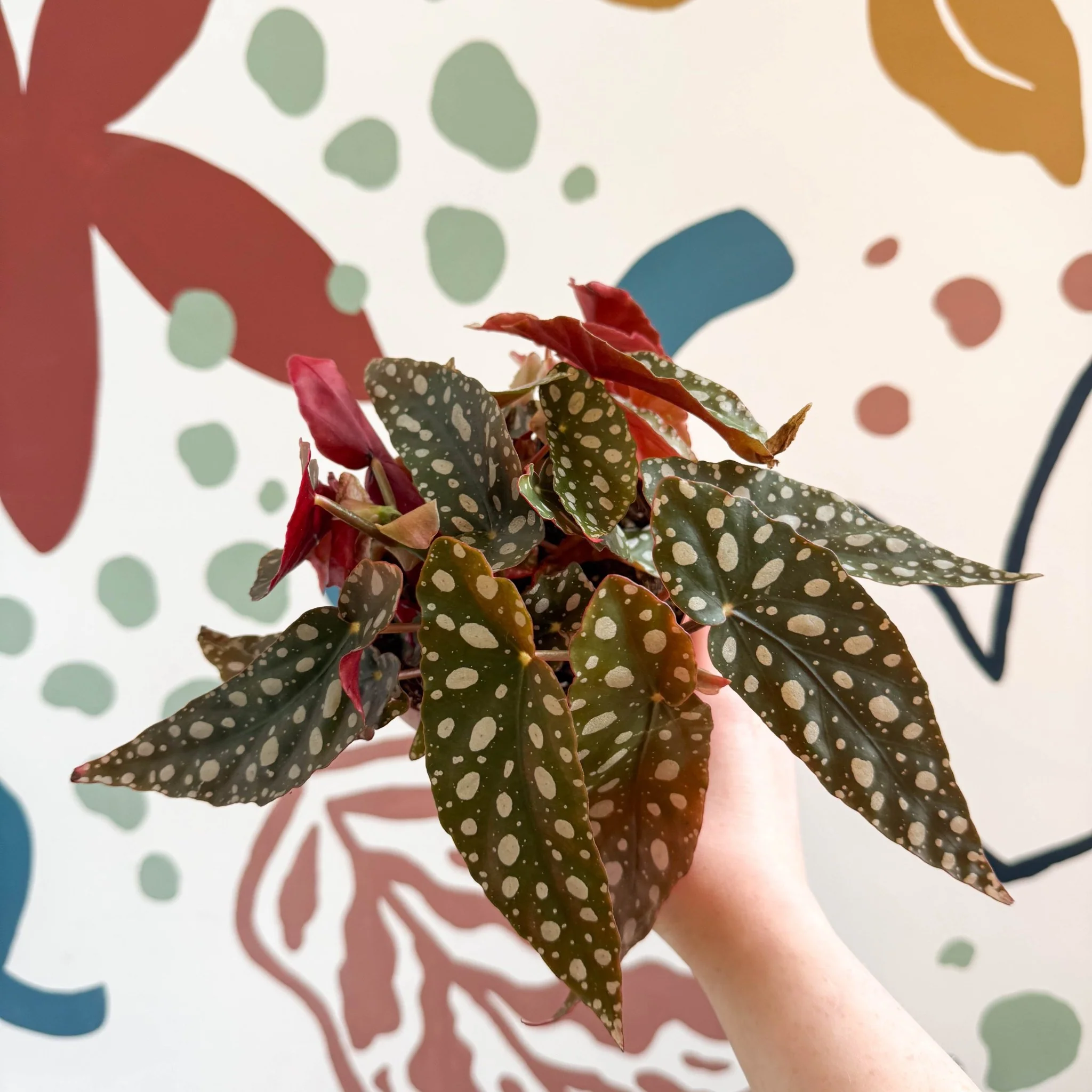 Begonia Maculata 'Wightii' - Polka Dot Begonia - Image 7