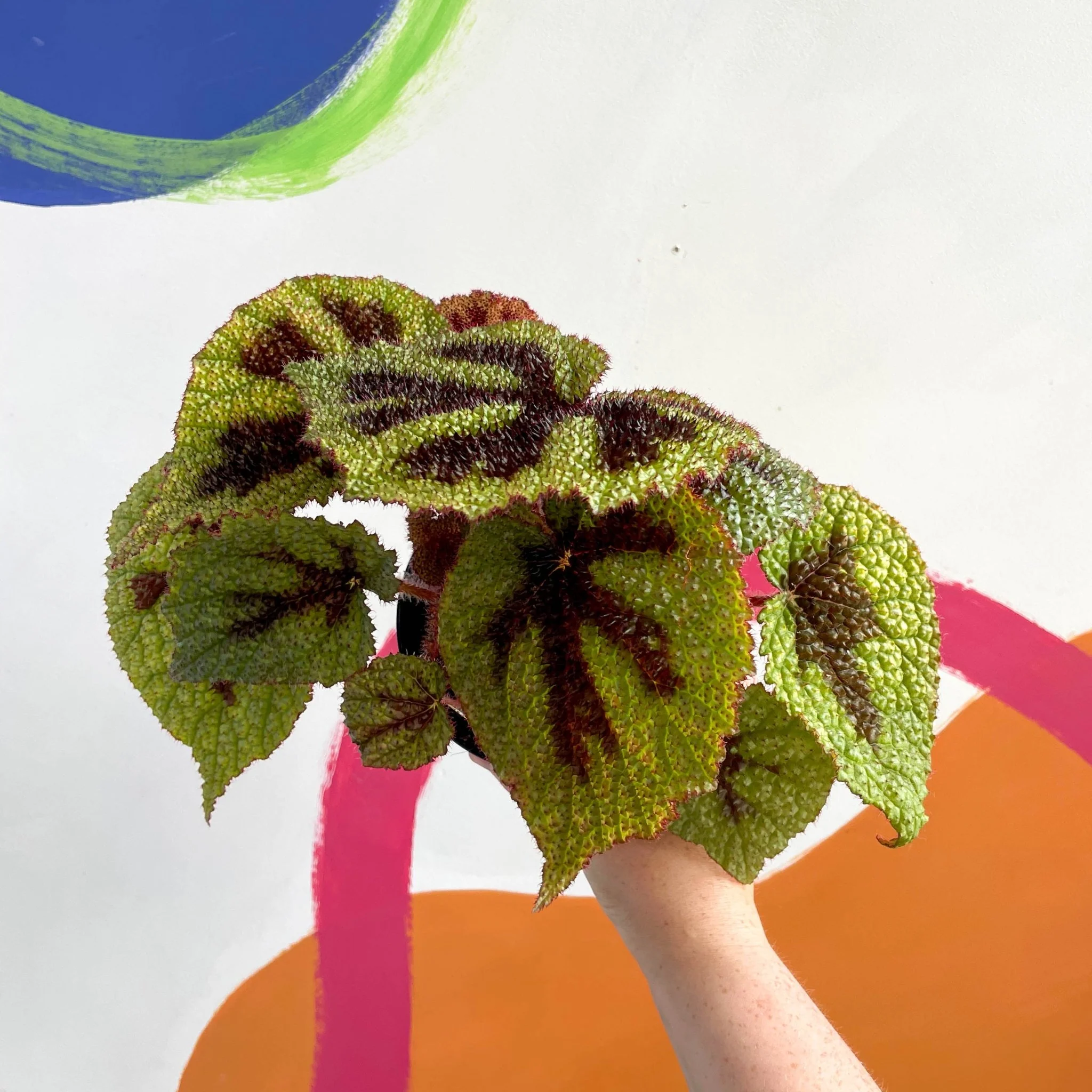 Begonia masoniana - Welsh Grown
