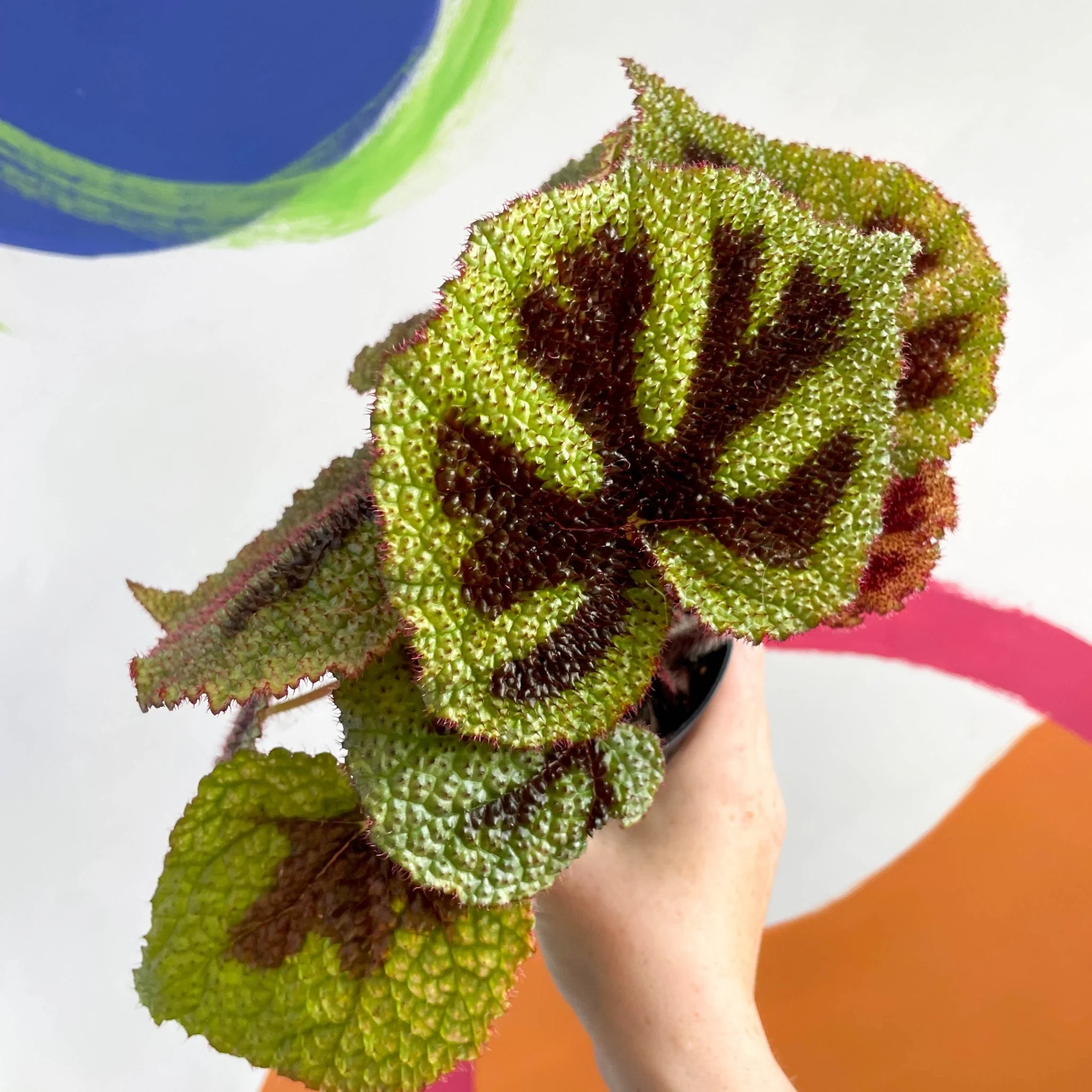 Begonia masoniana - Welsh Grown - Image 2