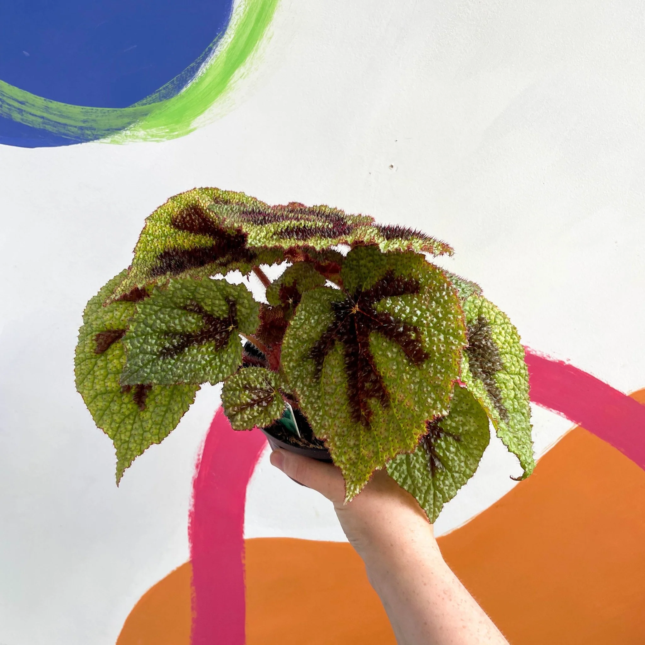 Begonia masoniana - Welsh Grown - Image 3