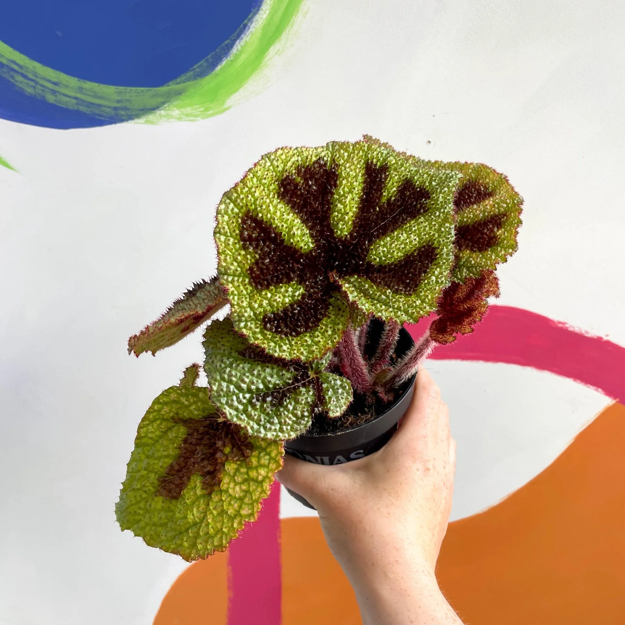 Begonia masoniana - Welsh Grown - Image 4