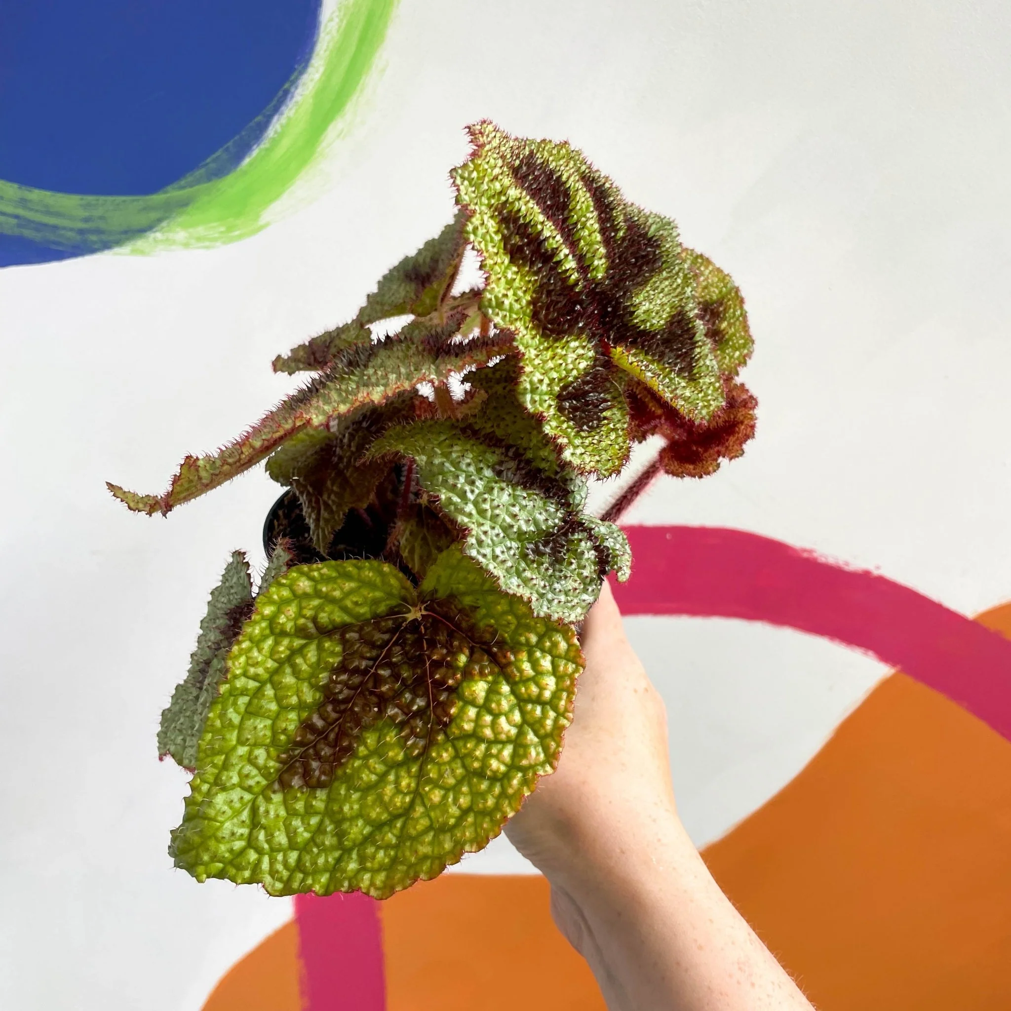 Begonia masoniana - Welsh Grown - Image 5