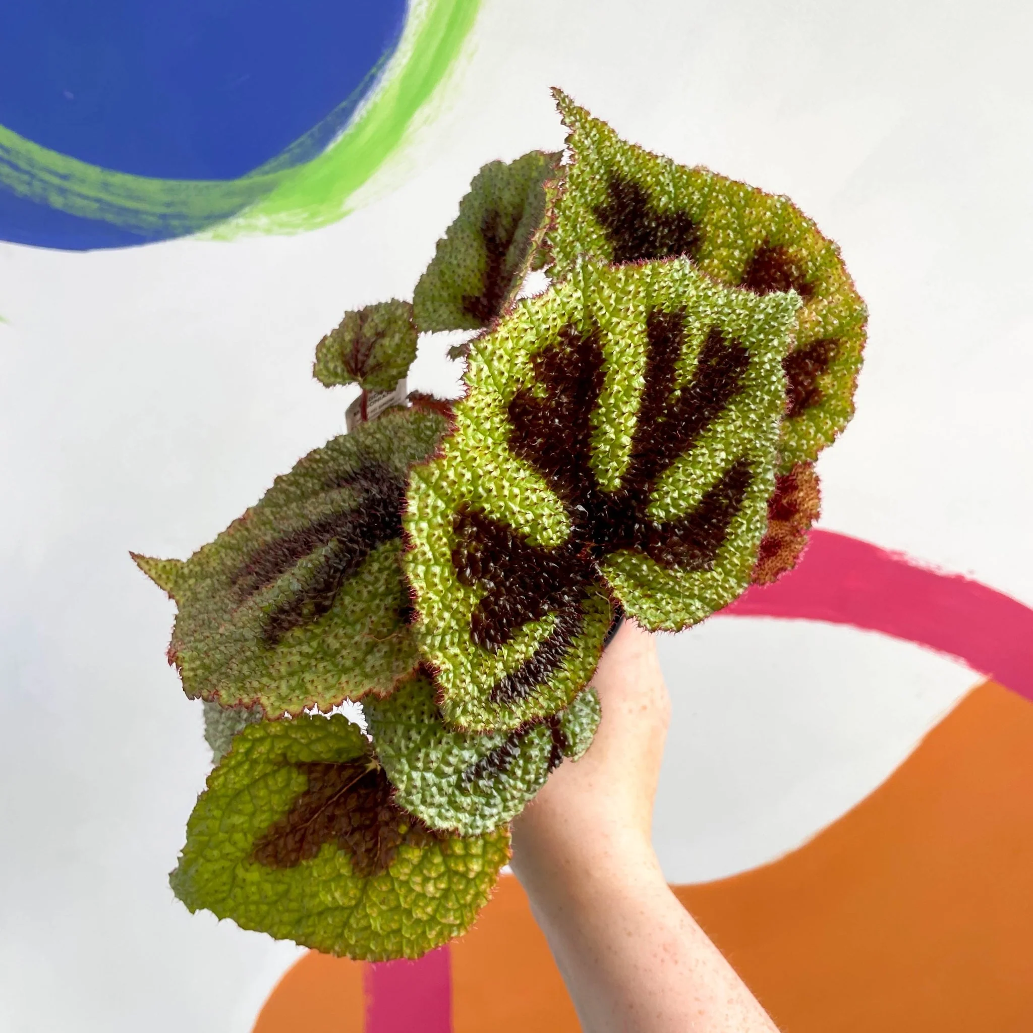 Begonia masoniana - Welsh Grown - Image 6