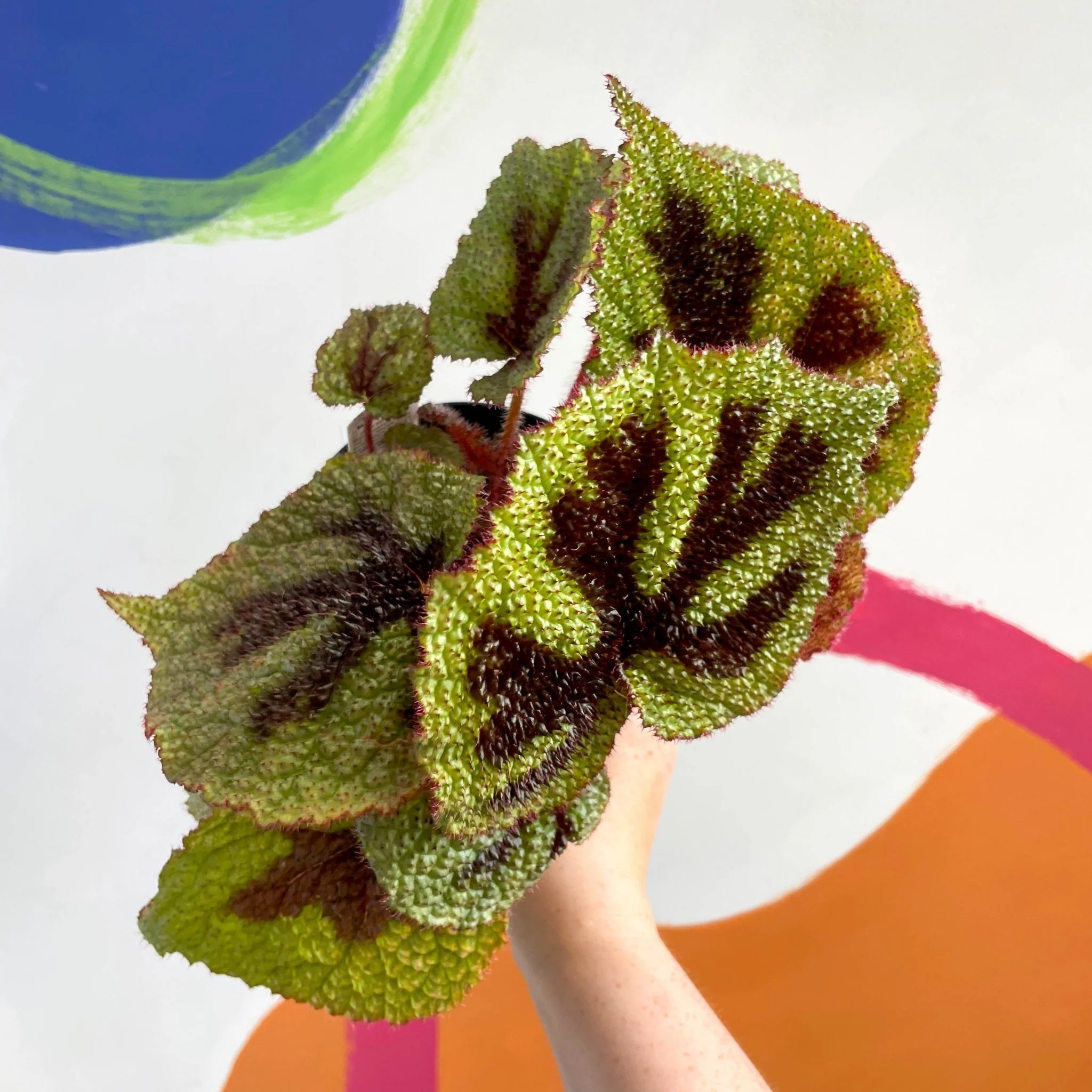 Begonia masoniana - Welsh Grown - Image 7