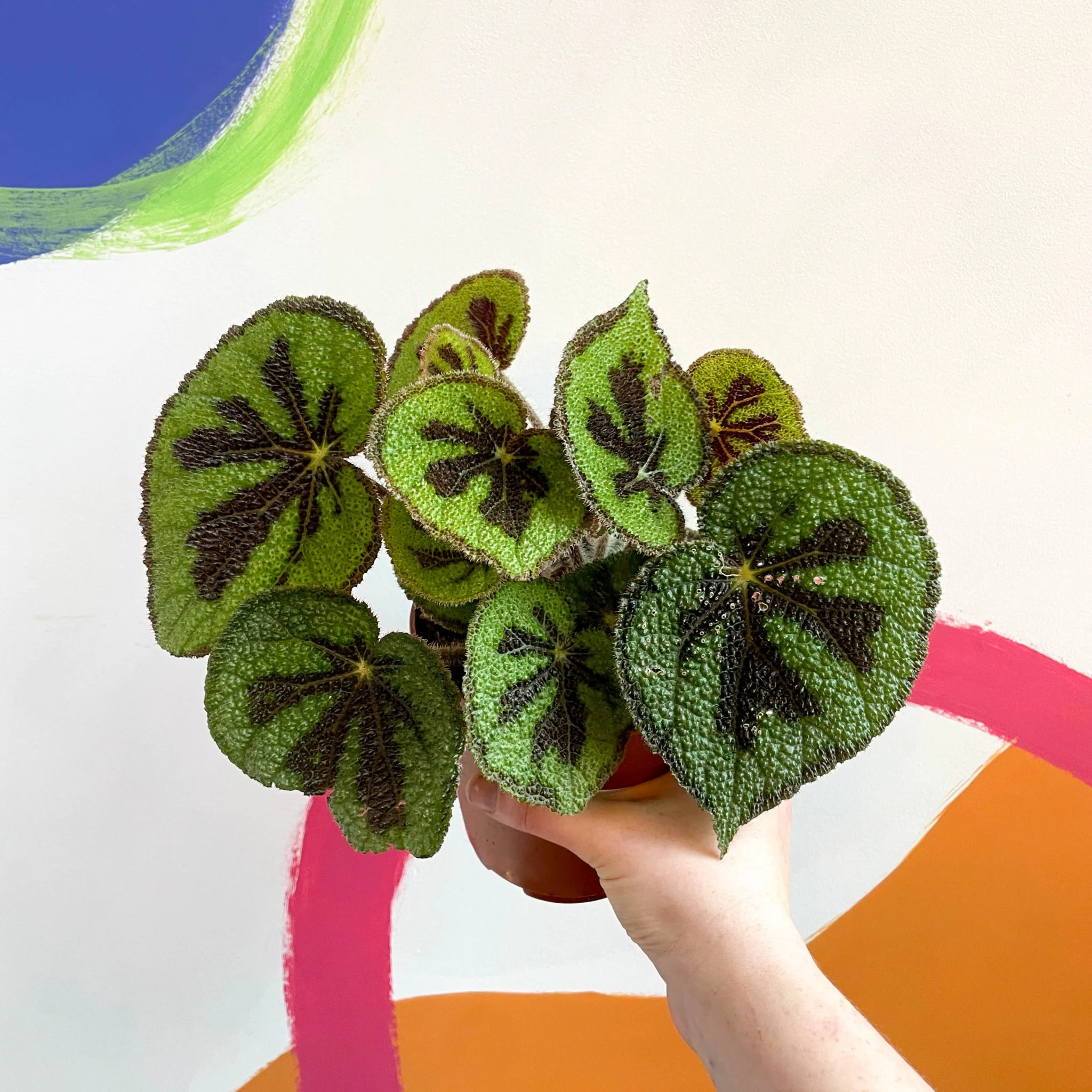 Begonia masoniana 'Rock'