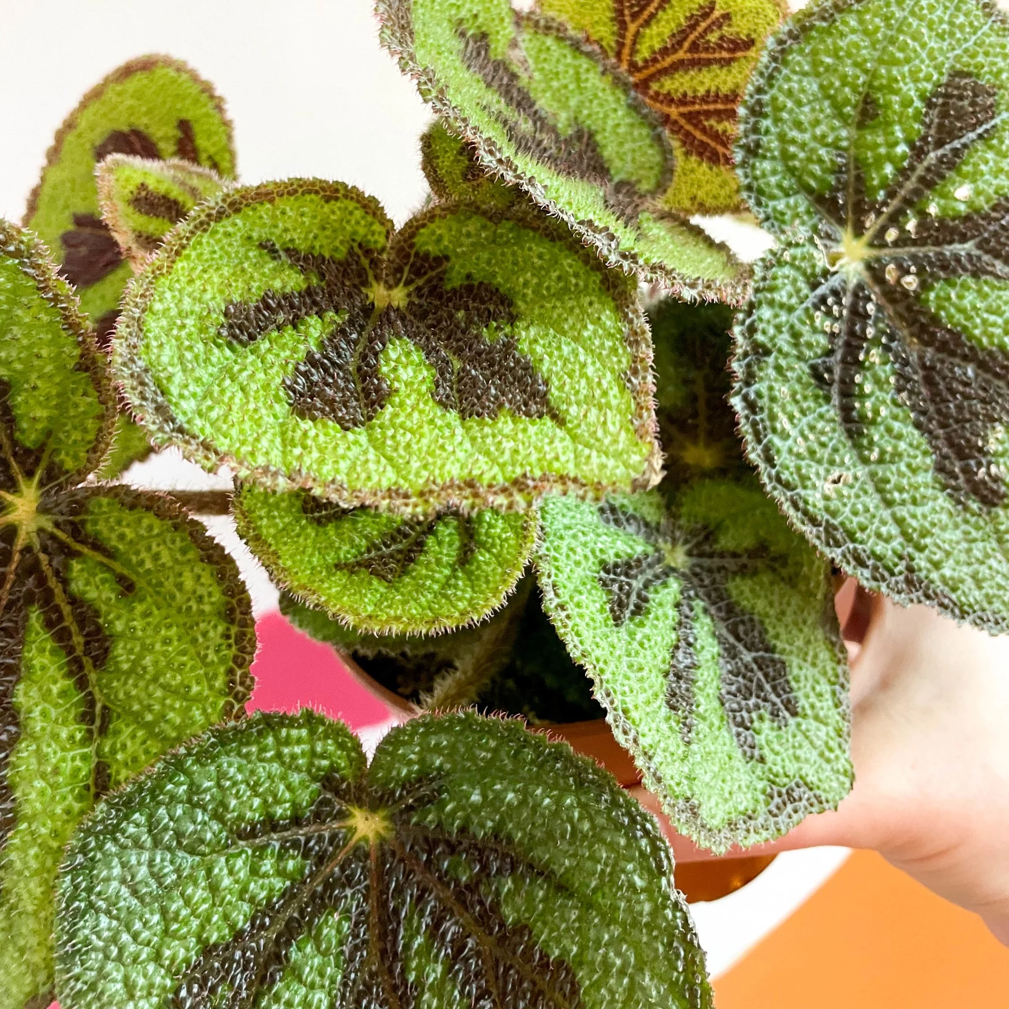 Begonia masoniana 'Rock' - Image 2