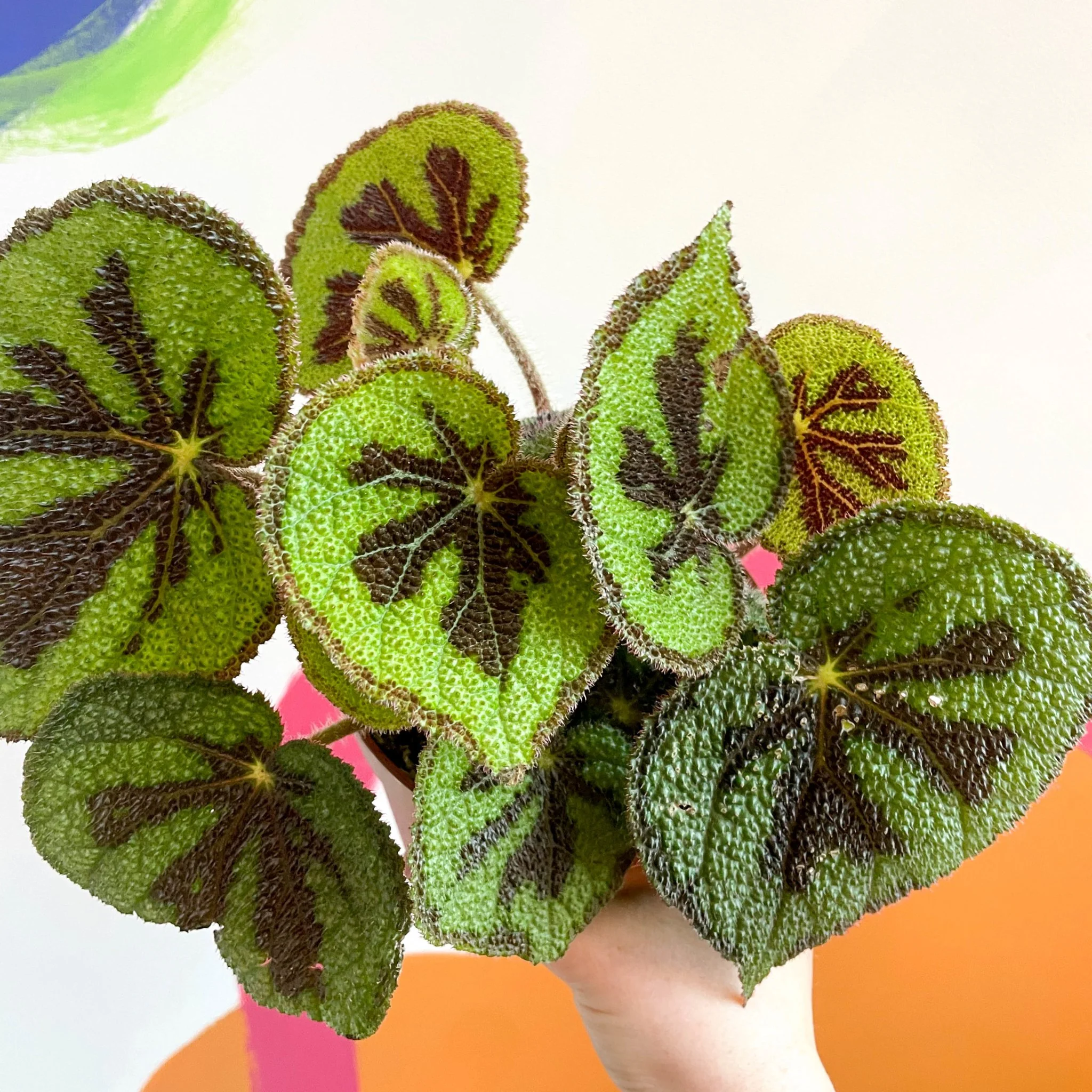 Begonia masoniana 'Rock' - Image 3