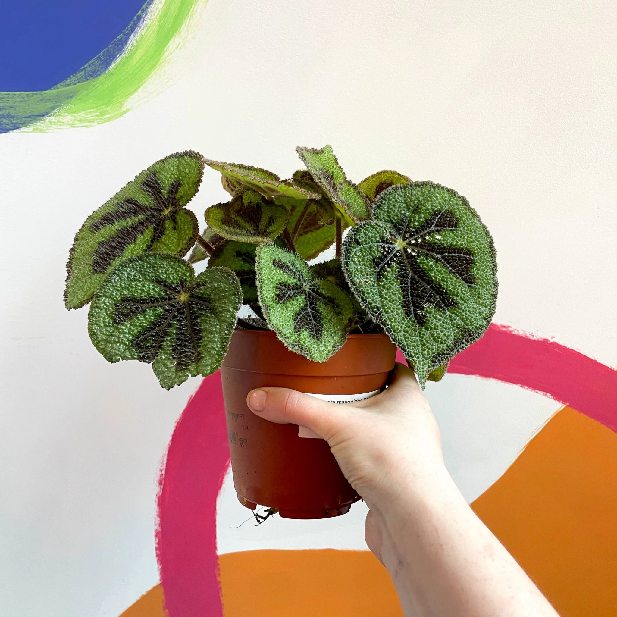 Begonia masoniana 'Rock' - Image 4