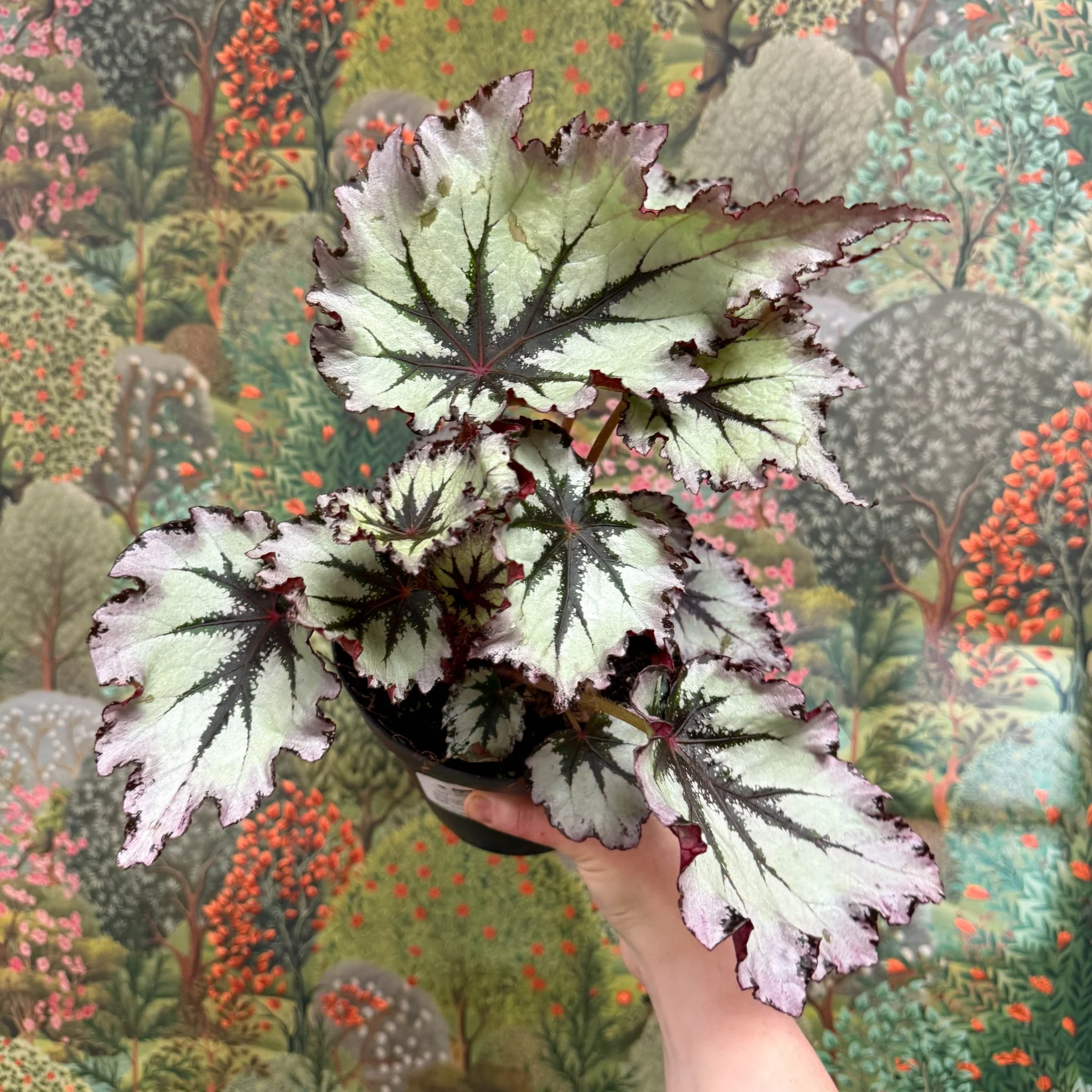 Begonia ‘Nordic Glacier’ – Rex Begonia