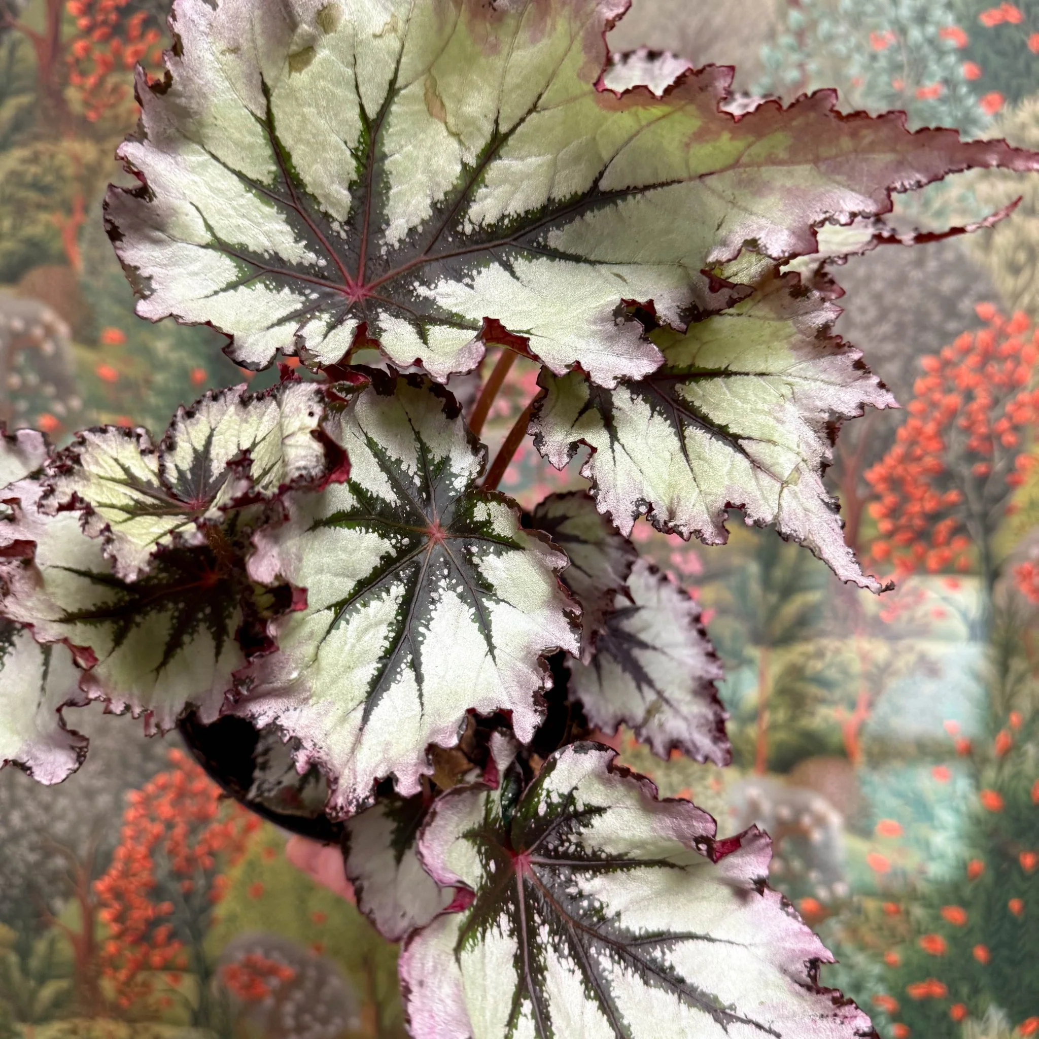Begonia ‘Nordic Glacier’ – Rex Begonia - Image 10