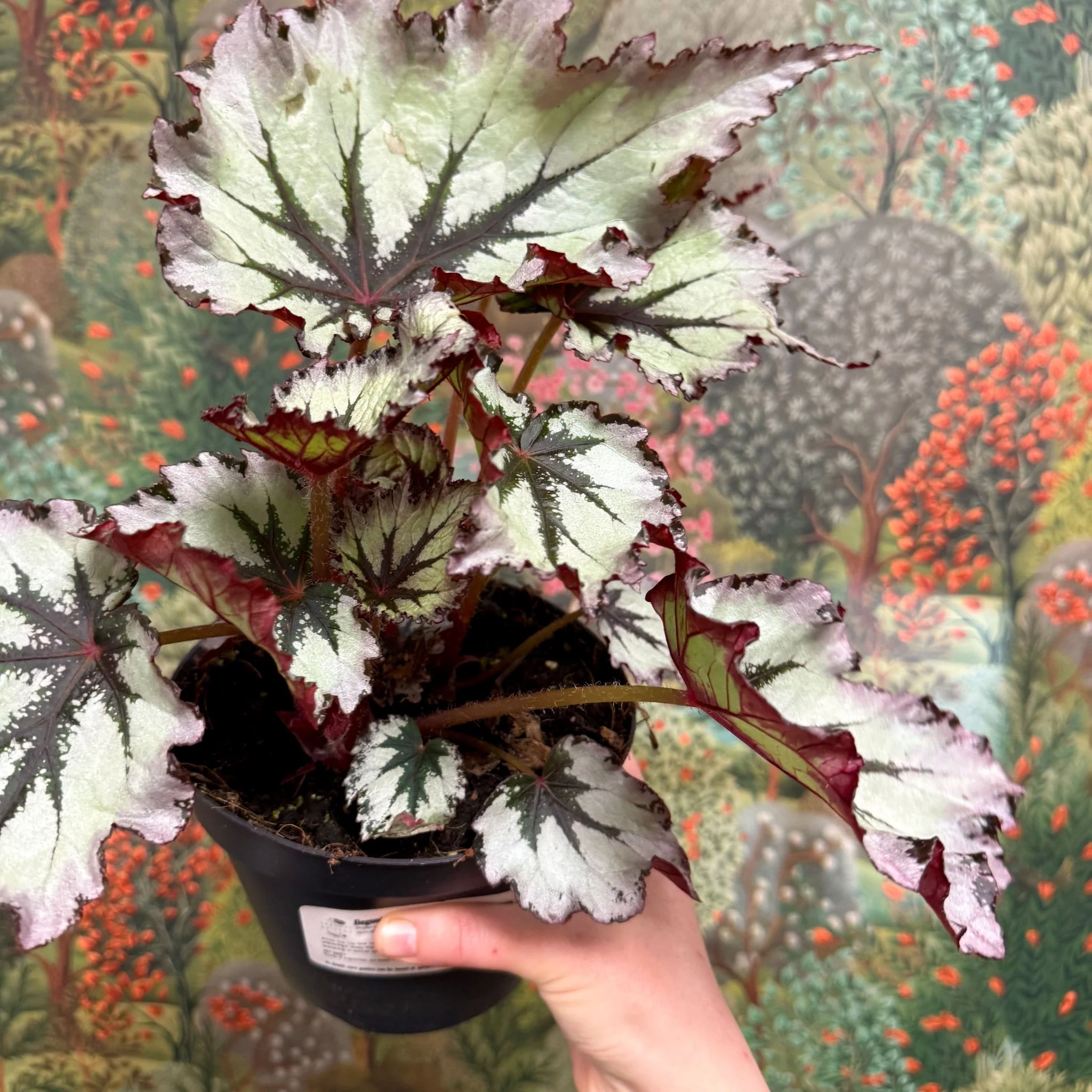 Begonia ‘Nordic Glacier’ – Rex Begonia - Image 11