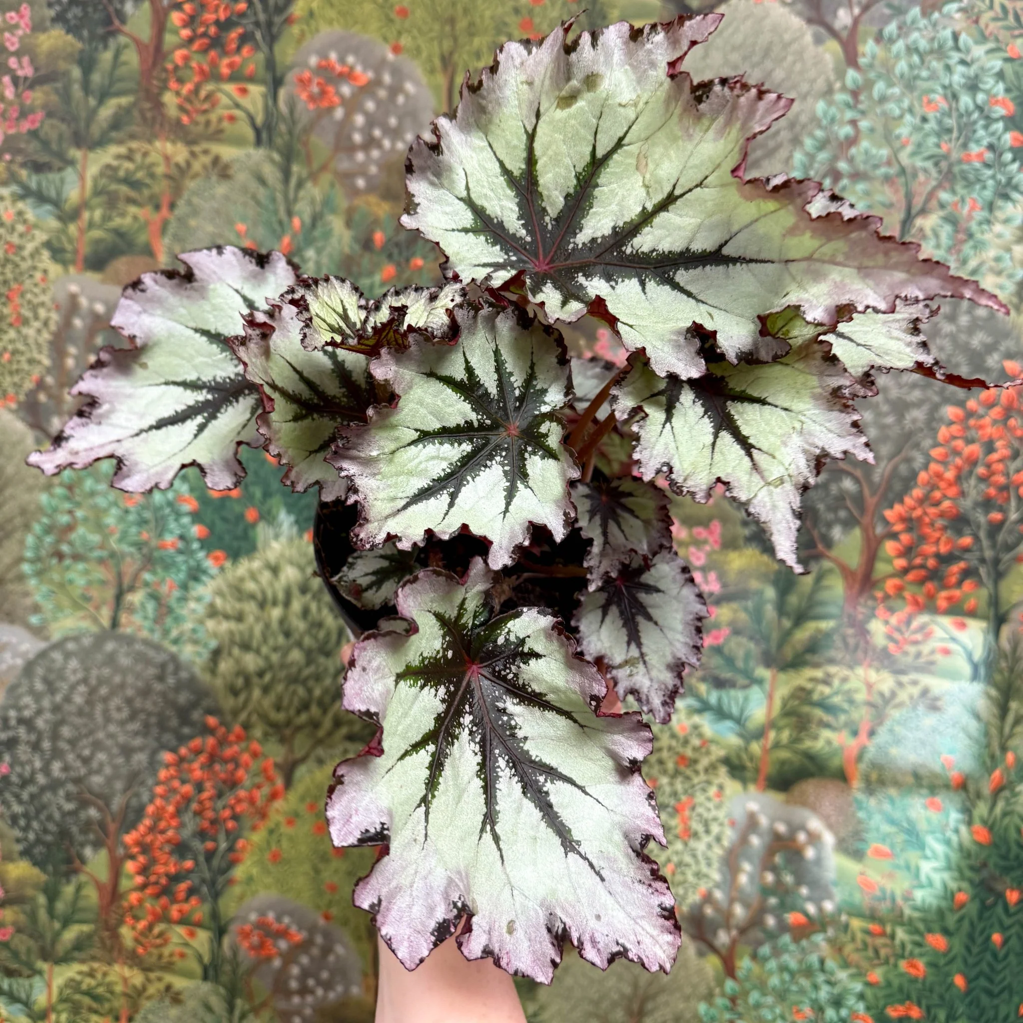 Begonia ‘Nordic Glacier’ – Rex Begonia - Image 12