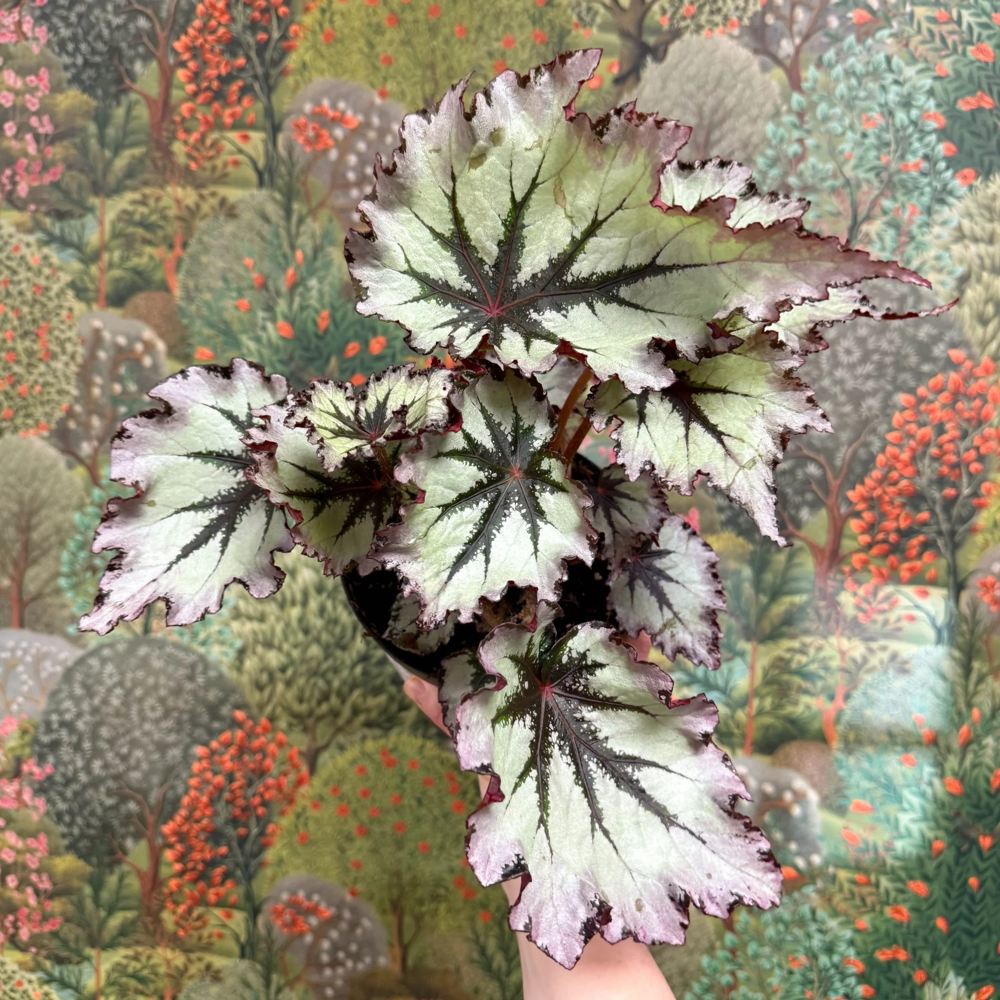 Begonia ‘Nordic Glacier’ – Rex Begonia - Image 2