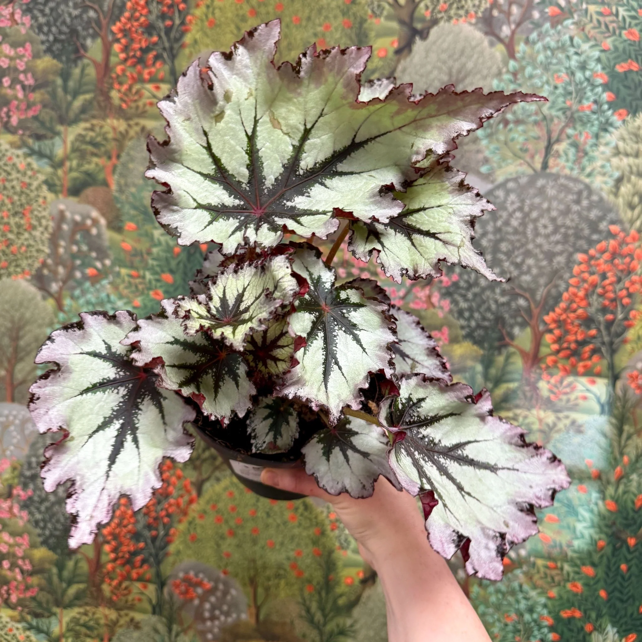 Begonia ‘Nordic Glacier’ – Rex Begonia - Image 3