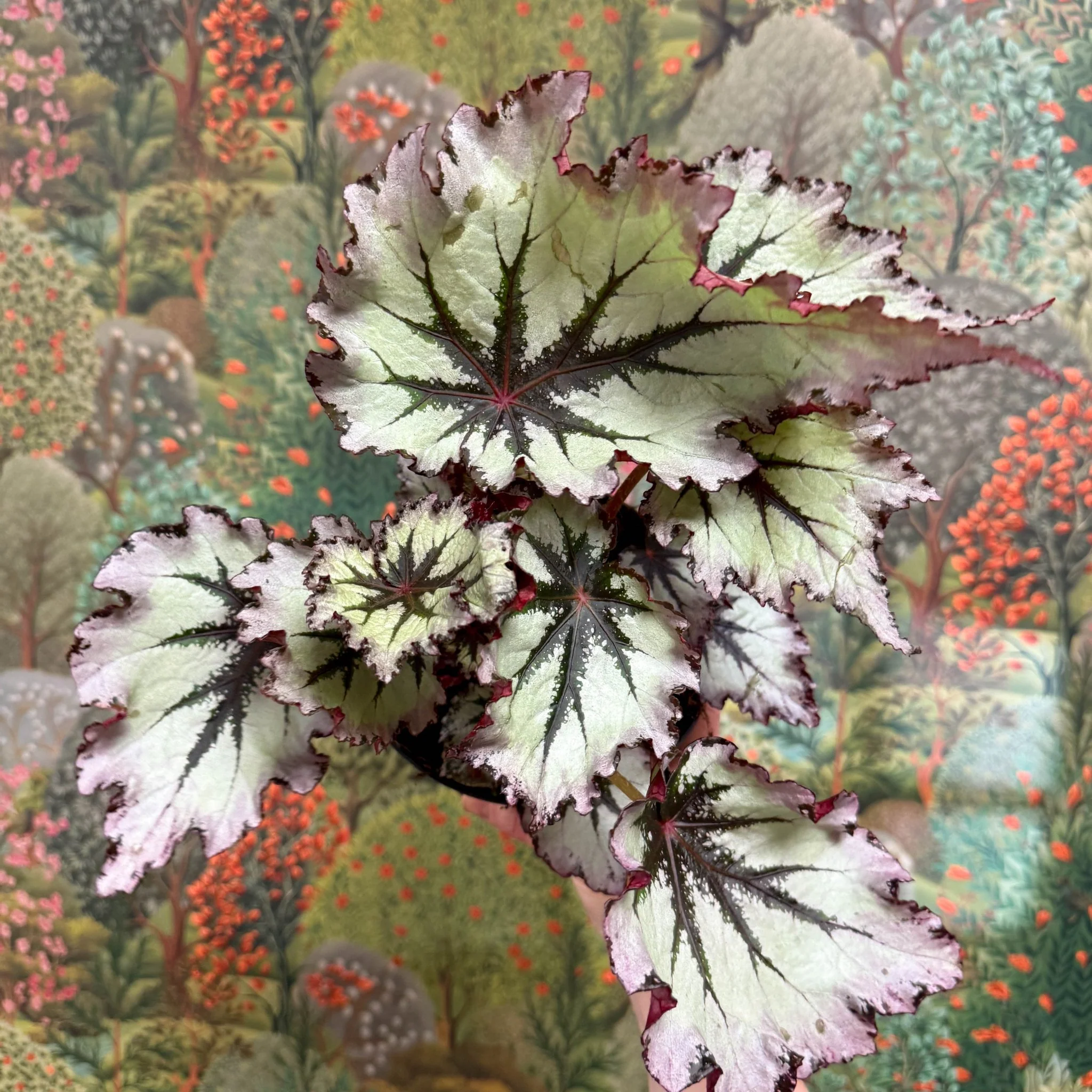 Begonia ‘Nordic Glacier’ – Rex Begonia - Image 4