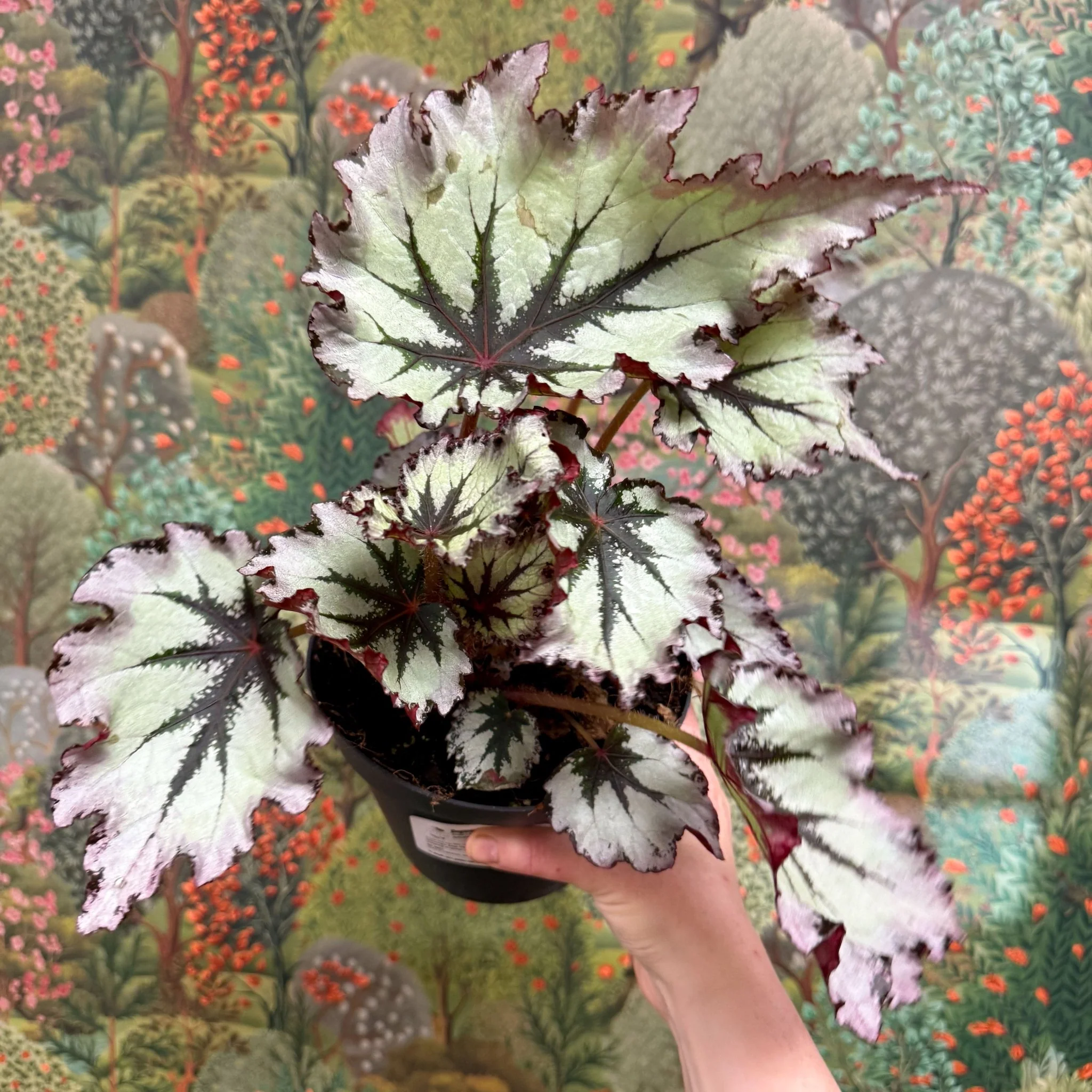 Begonia ‘Nordic Glacier’ – Rex Begonia - Image 5