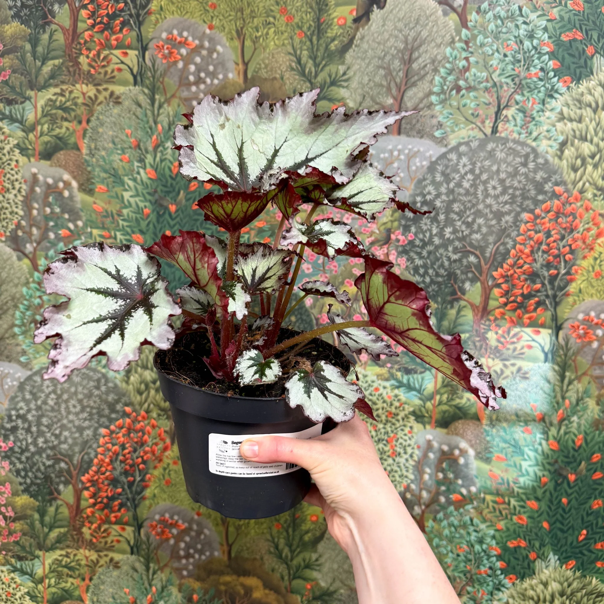 Begonia ‘Nordic Glacier’ – Rex Begonia - Image 6