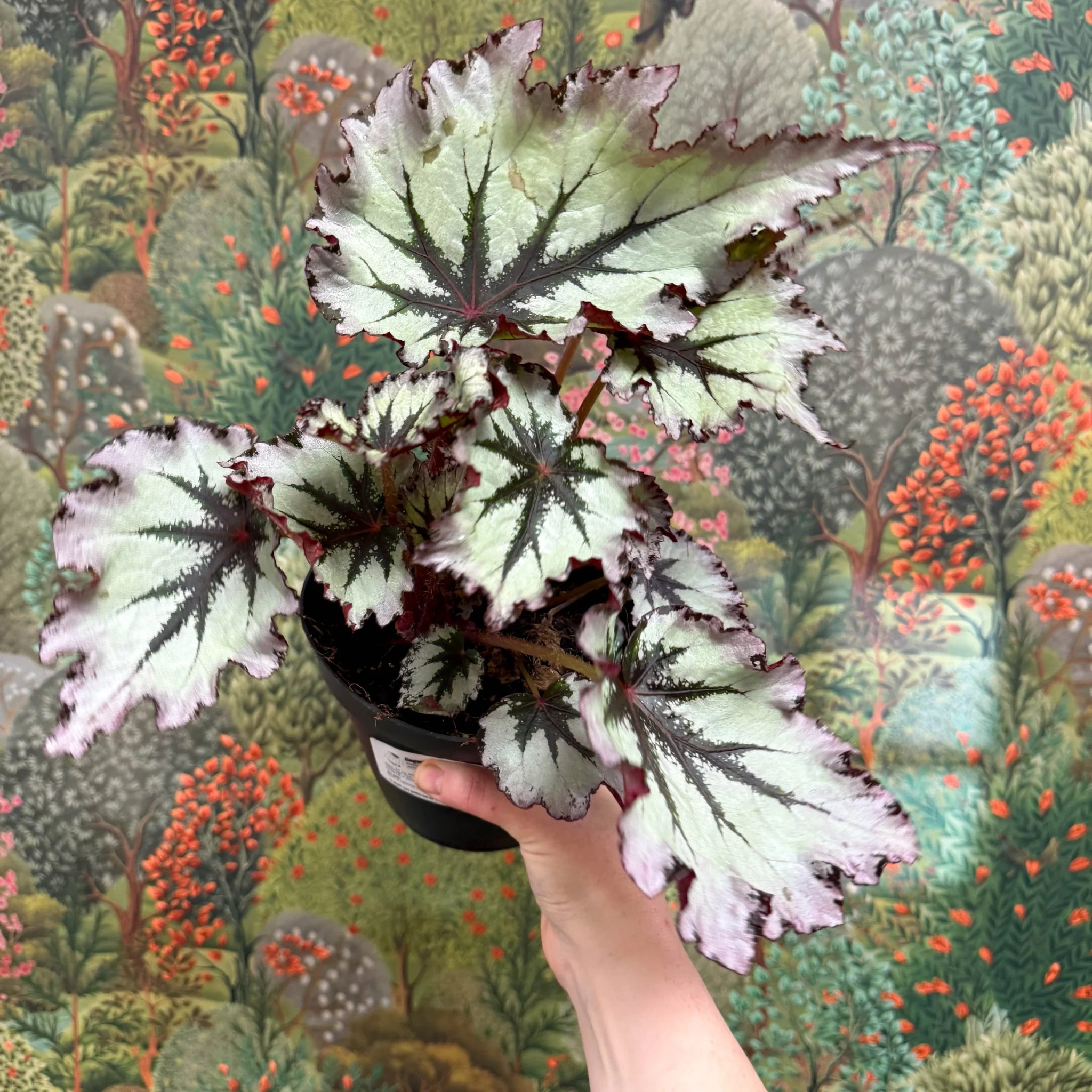 Begonia ‘Nordic Glacier’ – Rex Begonia - Image 7