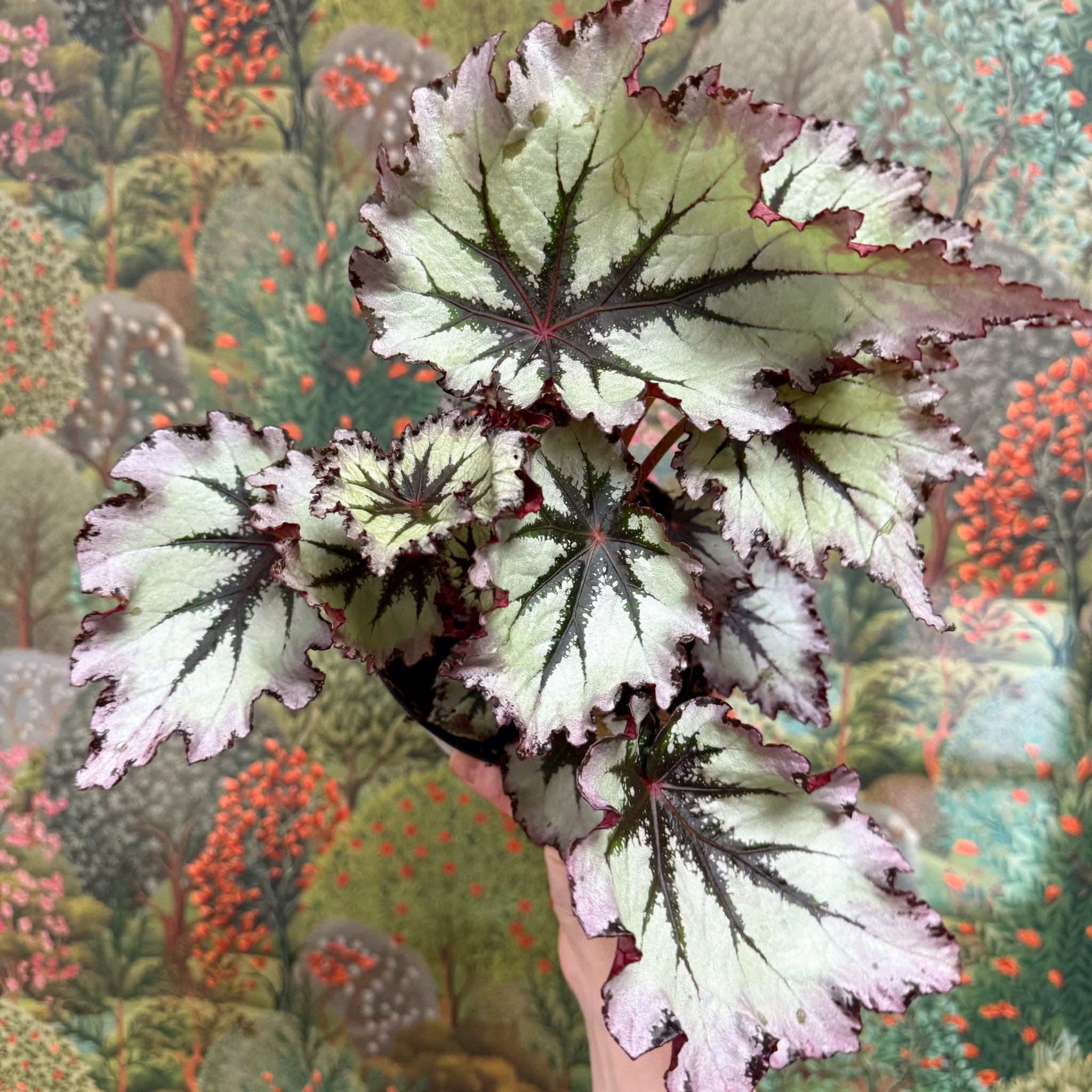 Begonia ‘Nordic Glacier’ – Rex Begonia - Image 8
